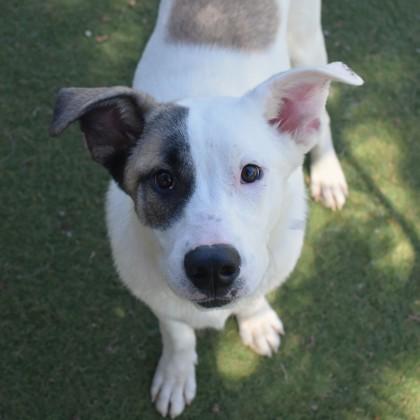 Gunther, an adoptable Pit Bull Terrier, Husky in Flagstaff, AZ, 86001 | Photo Image 2
