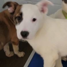 Gunther, an adoptable Pit Bull Terrier, Husky in Flagstaff, AZ, 86001 | Photo Image 5