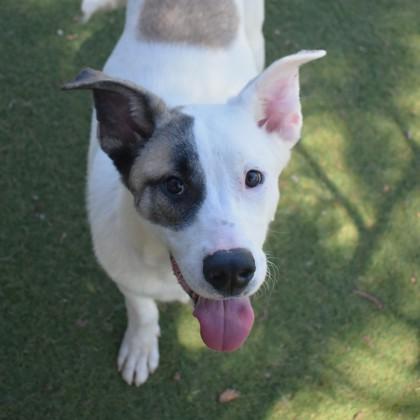 Gunther, an adoptable Pit Bull Terrier, Husky in Flagstaff, AZ, 86001 | Photo Image 3