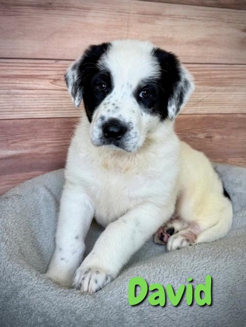 Enlarge David, an adopted mixed breed in Comfort, TX image 1/1