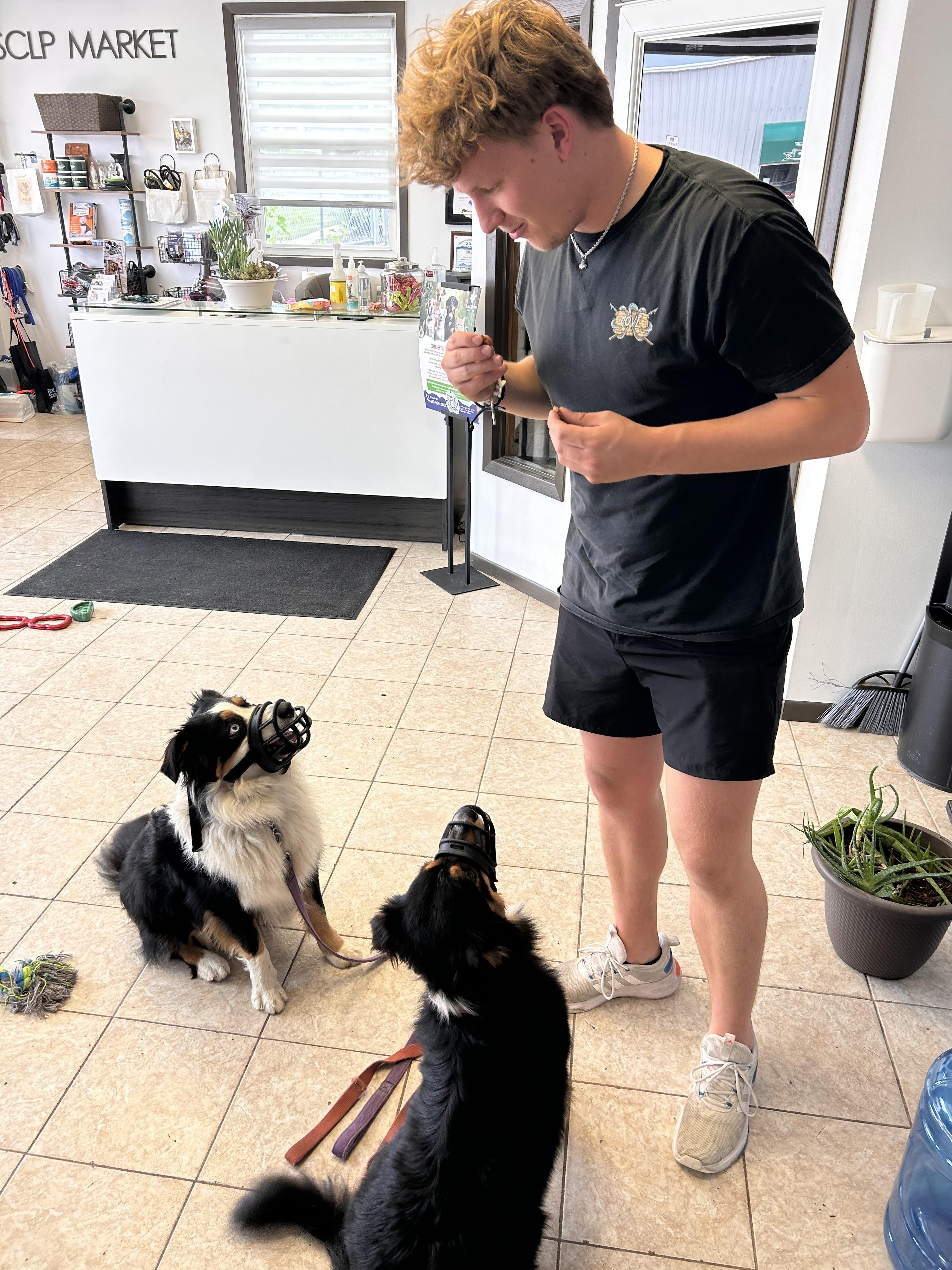 Willow, adopted, Adult Female Australian Shepherd.
