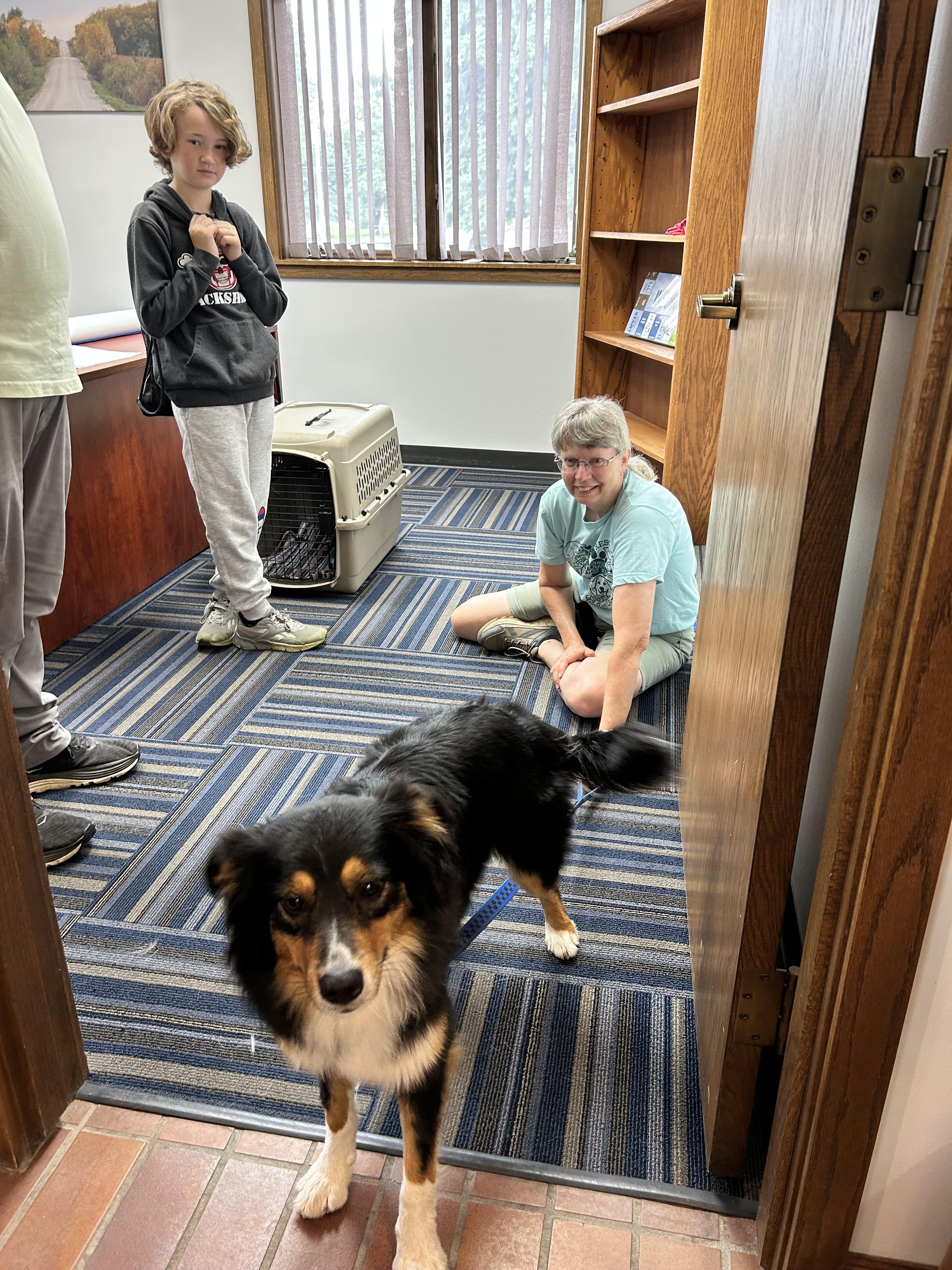 Willow, an adopted Australian Shepherd in Wahoo, NE image 2/2