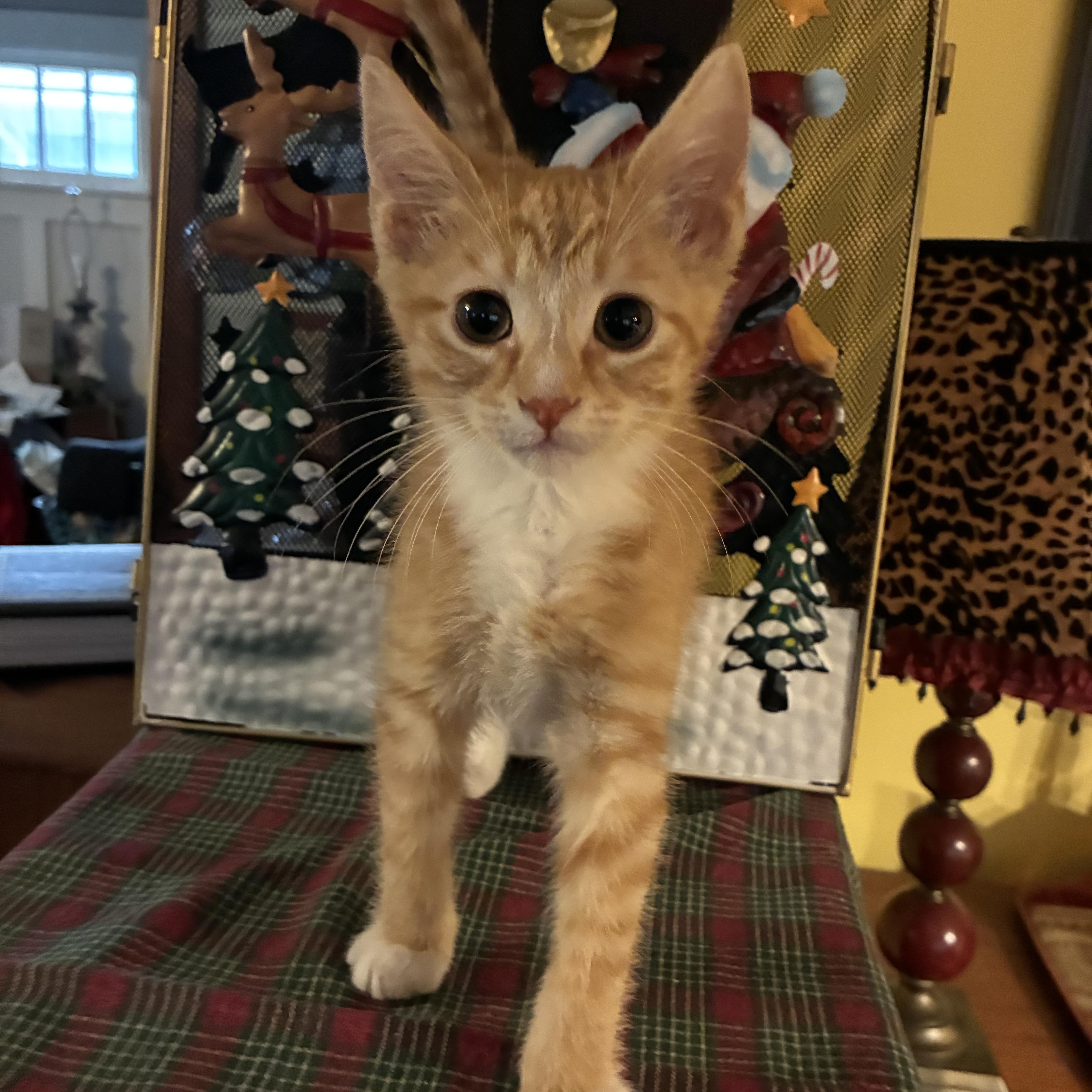 Enlarge Tippy, a ADOPTABLE Domestic Short Hair in Peoria, IL image 1/1