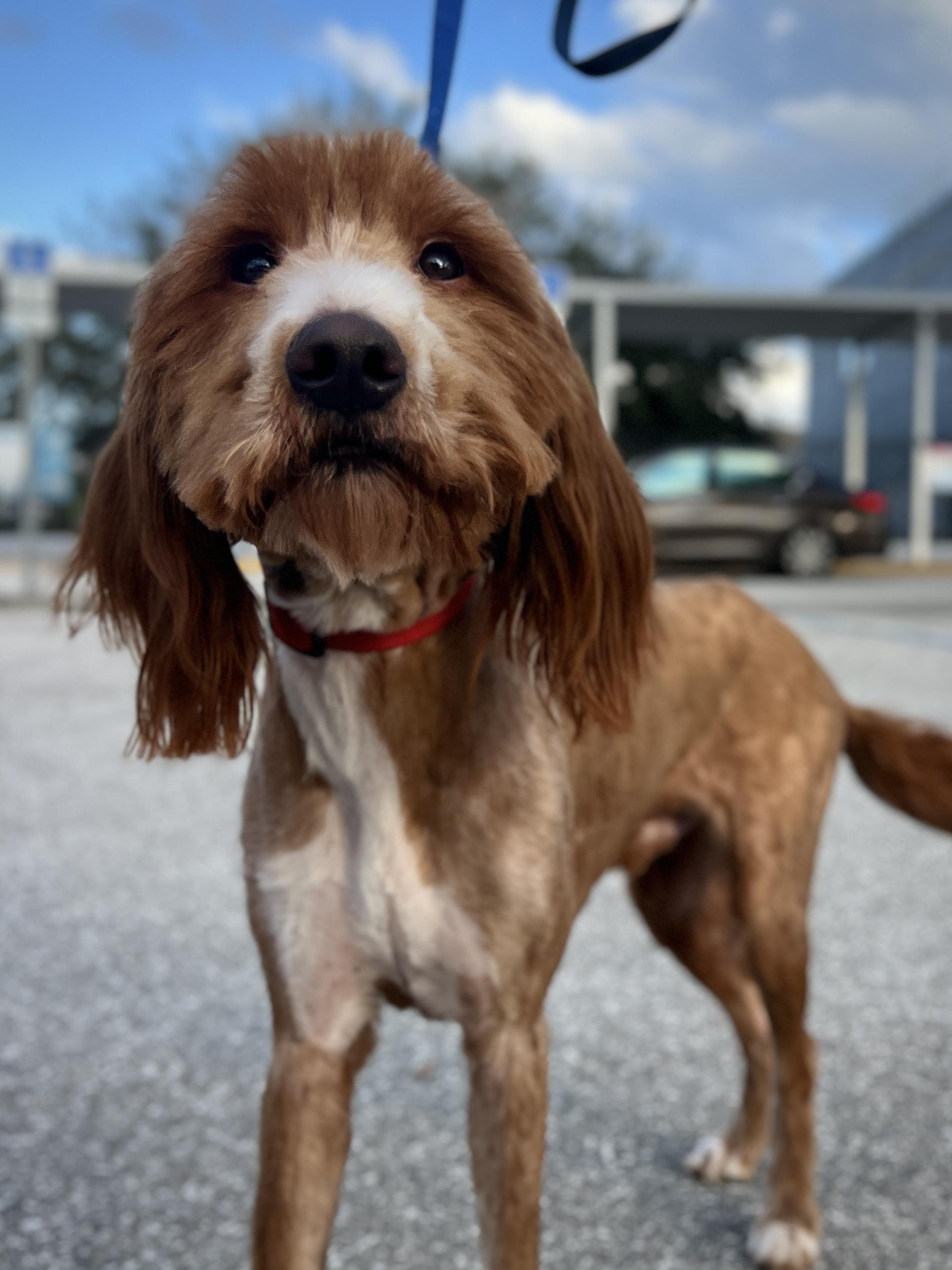 Enlarge Hopper, an adopted mixed breed in Palm springs, FL image 1/1