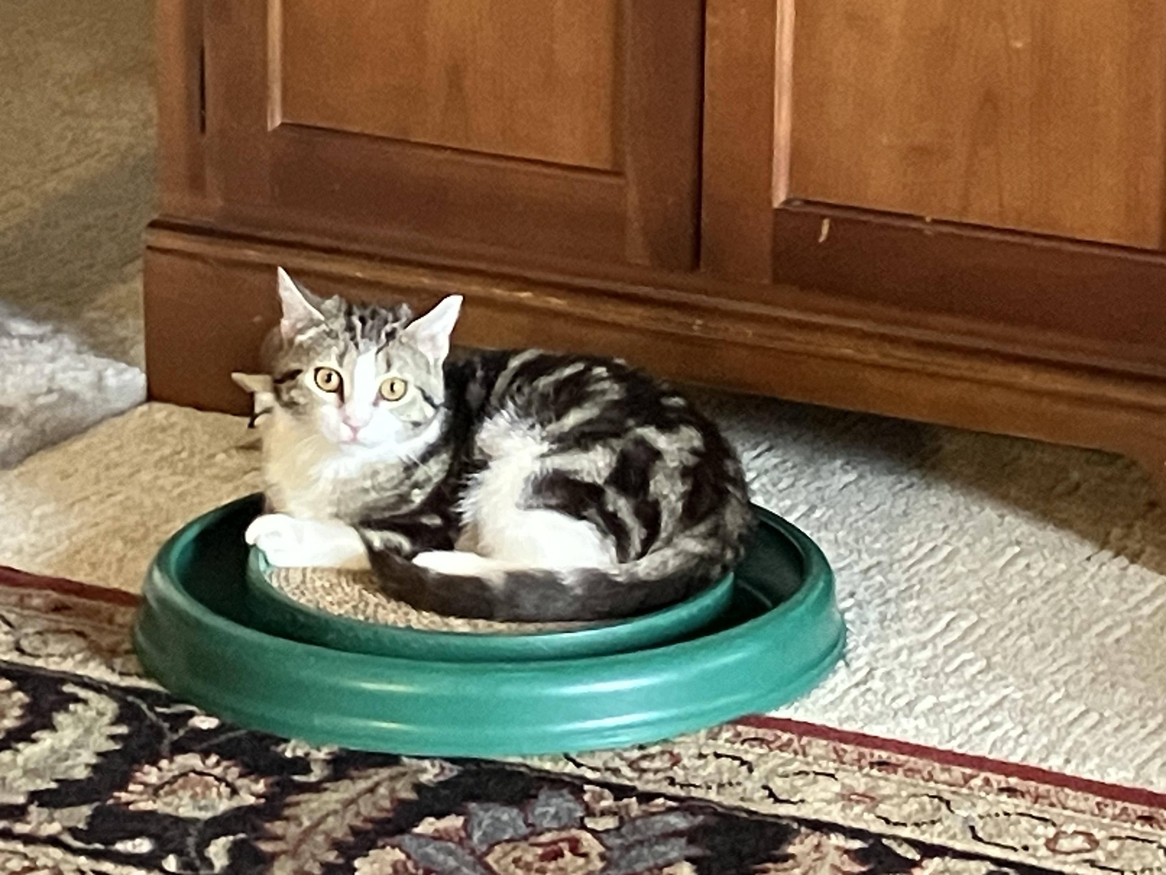 Enlarge Miss Marble, a Adoptable Domestic Short Hair in Wheeling, IL image 1/4