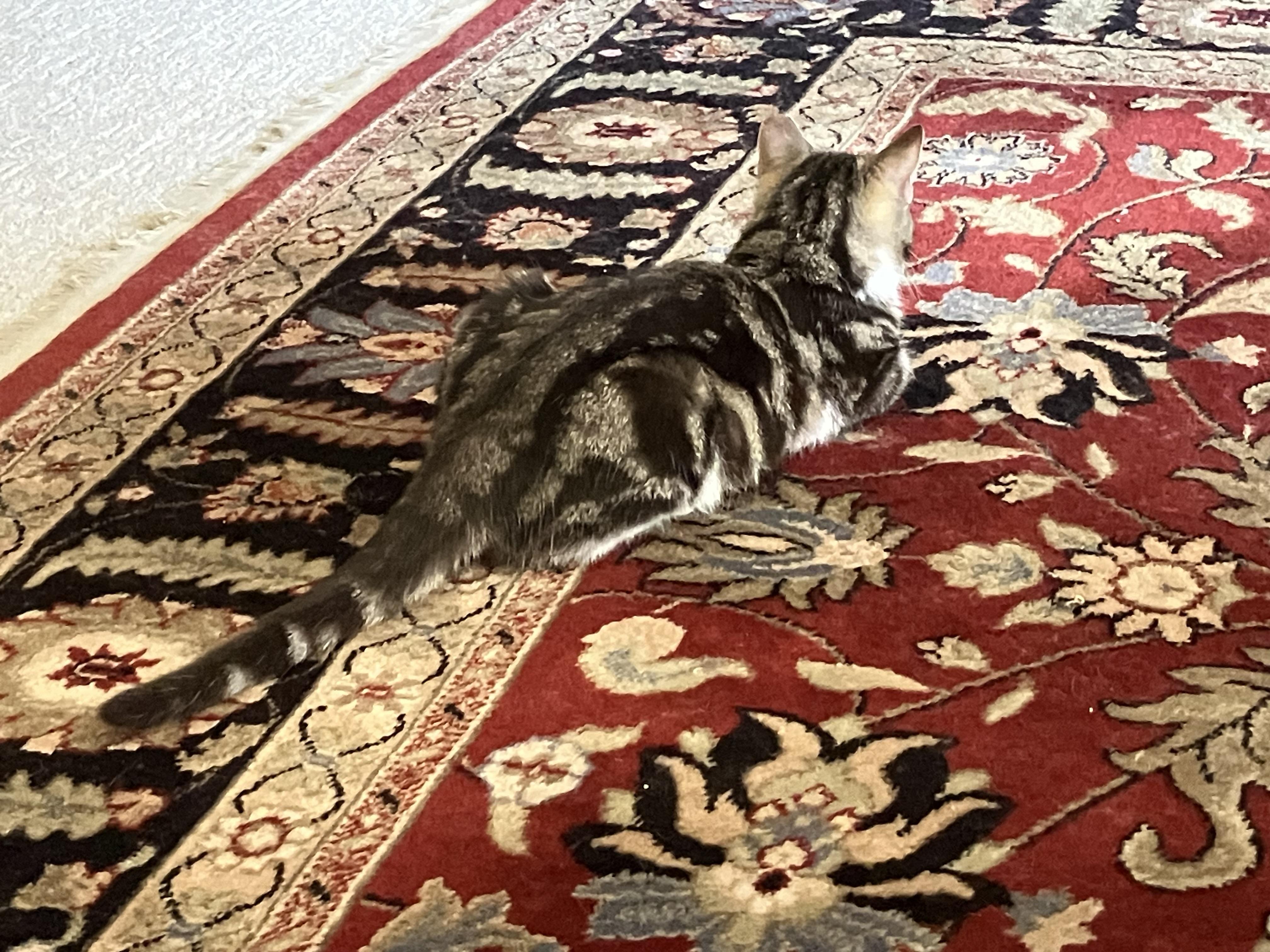 Enlarge Miss Marble, a Adoptable Domestic Short Hair in Wheeling, IL image 2/4