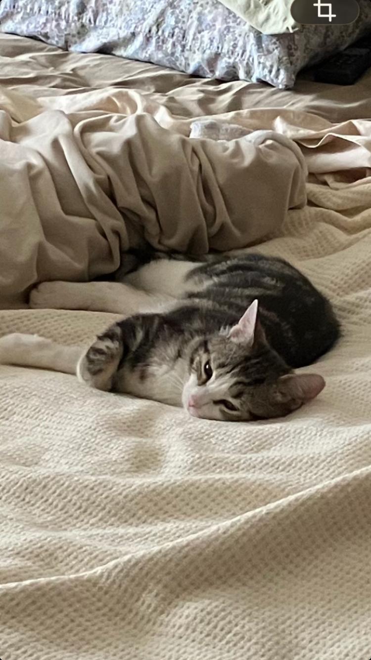 Enlarge Miss Marble, a Adoptable Domestic Short Hair in Wheeling, IL image 3/4