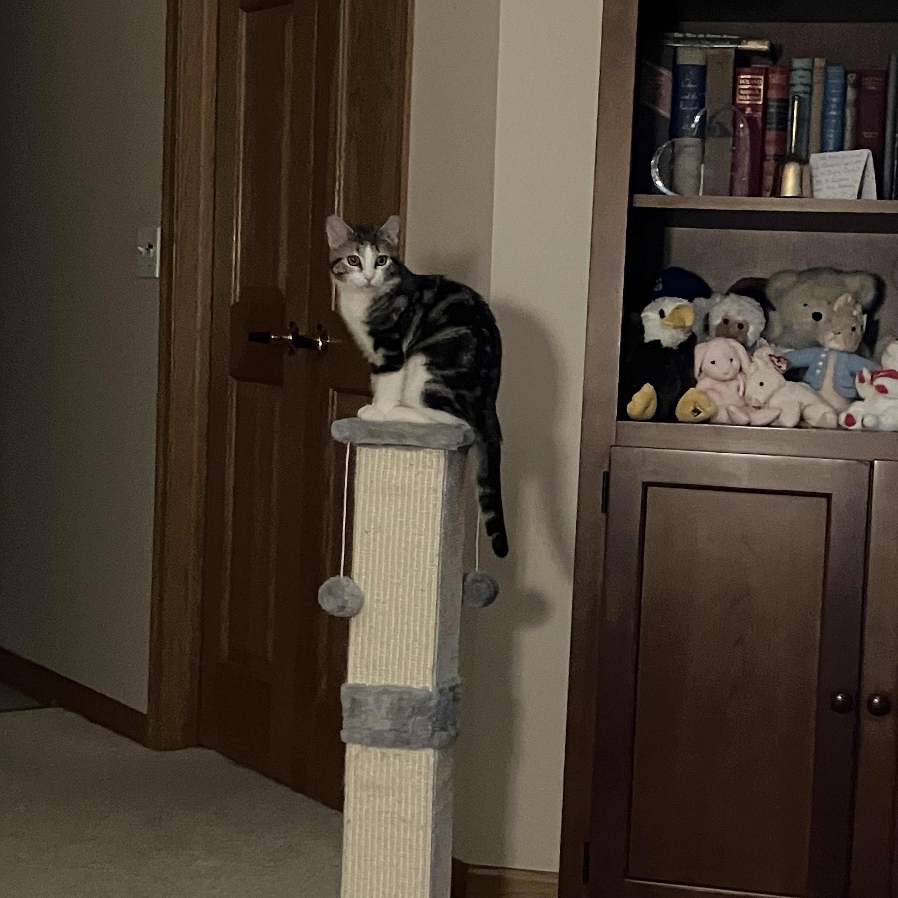 Enlarge Miss Marble, a Adoptable Domestic Short Hair in Wheeling, IL image 4/4