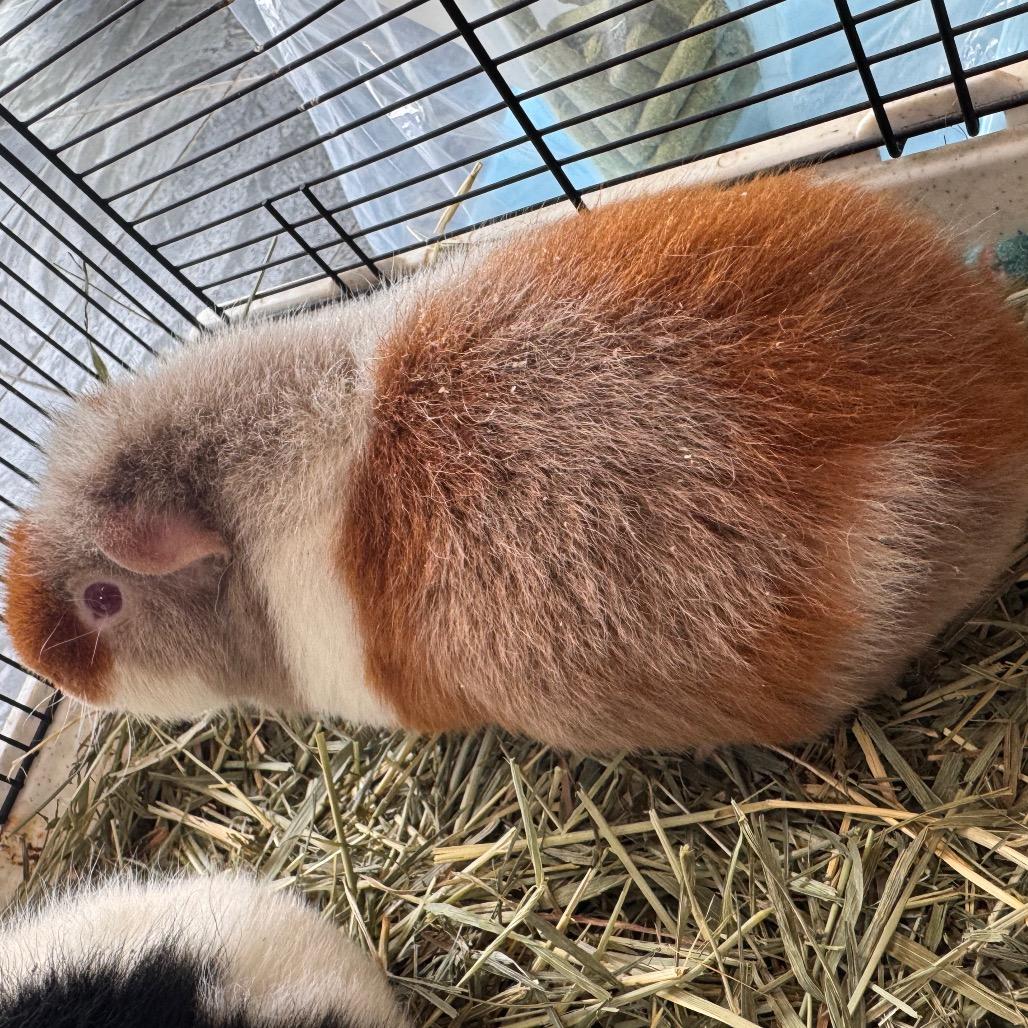 Daisy, Adoptable, Adult Female Rat.