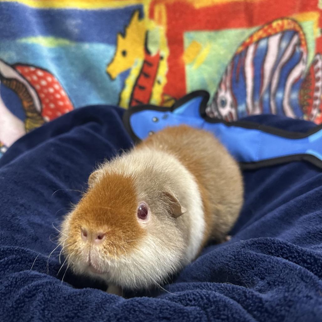 Daisy, a Adoptable Rat in Clearwater, FL image 2/3
