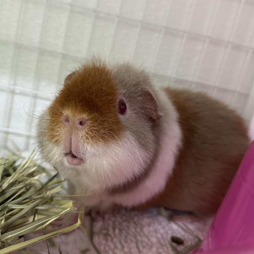 Enlarge Daisy, a Adoptable Rat in Clearwater, FL image 2/2