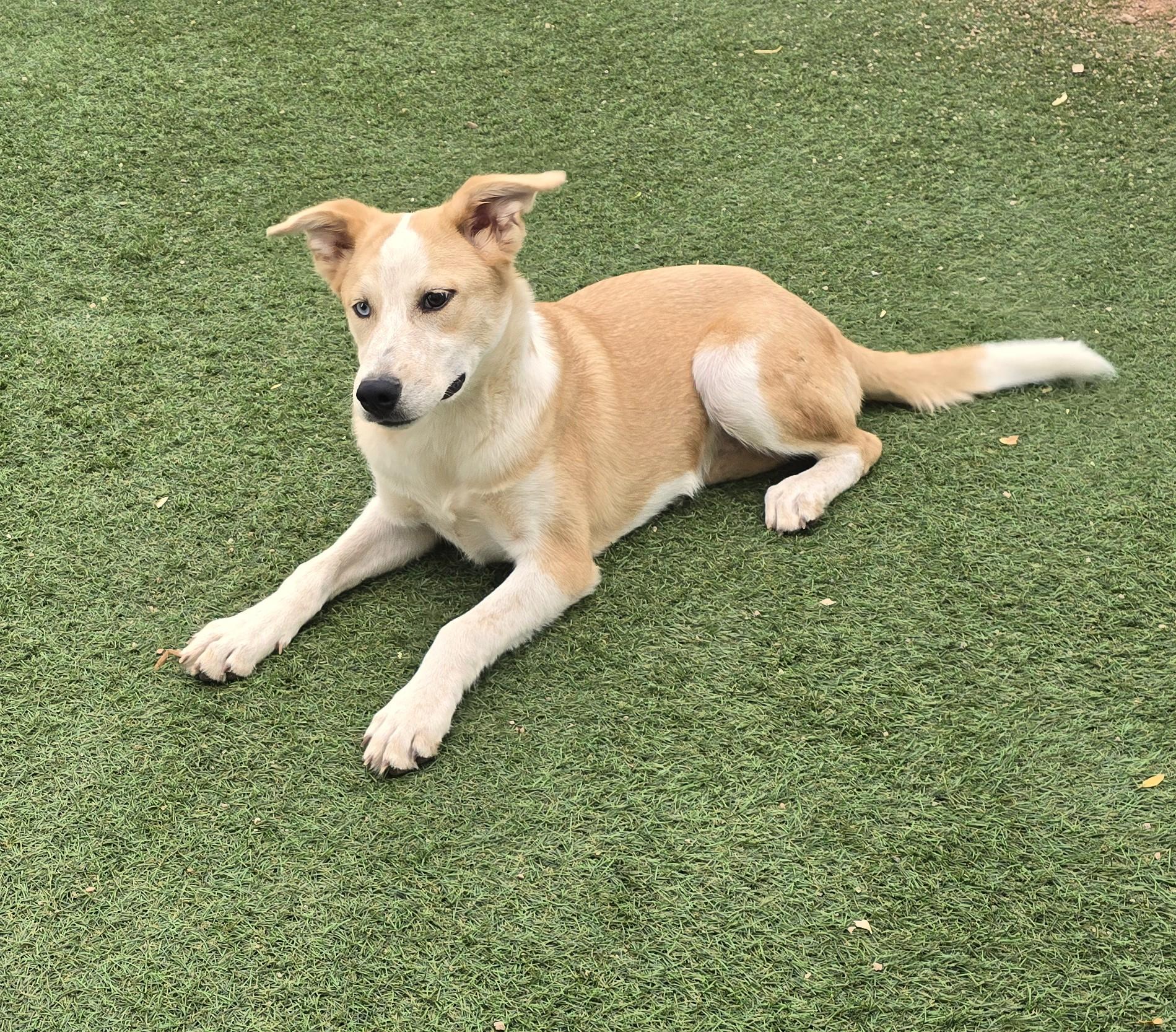 Grandview, ADOPTABLE, Puppy Male Labrador Retriever & Cattle Dog.