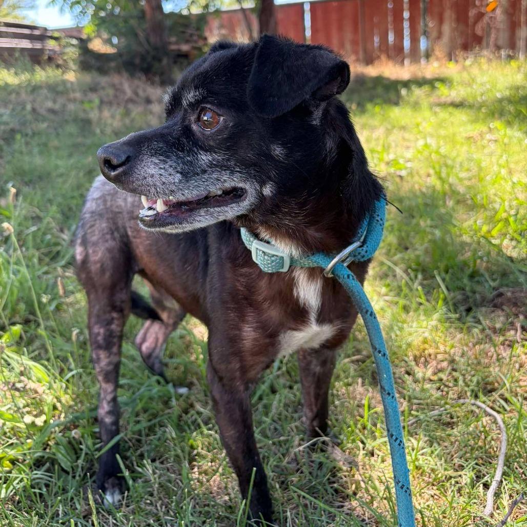 Enlarge Eggo, a Adoptable Chihuahua in Chico, CA image 1/6
