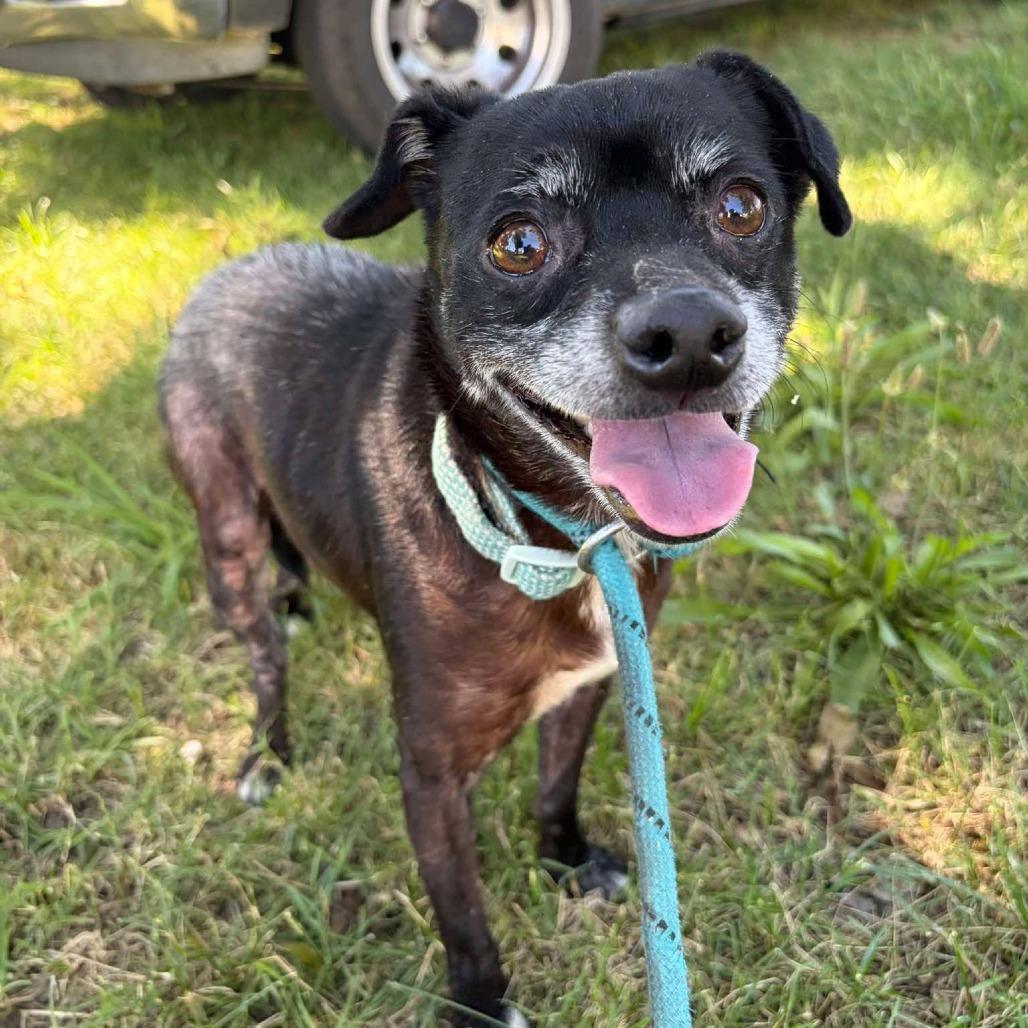 Enlarge Eggo, a Adoptable Chihuahua in Chico, CA image 2/6