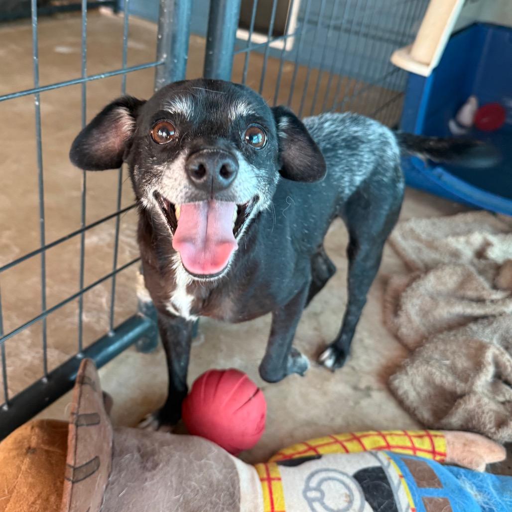 Enlarge Eggo, a Adoptable Chihuahua in Chico, CA image 3/6