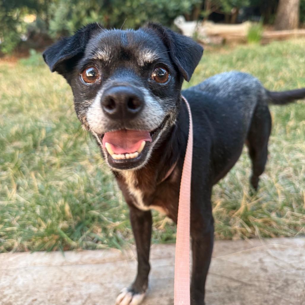 Enlarge Eggo, a Adoptable Chihuahua in Chico, CA image 4/6