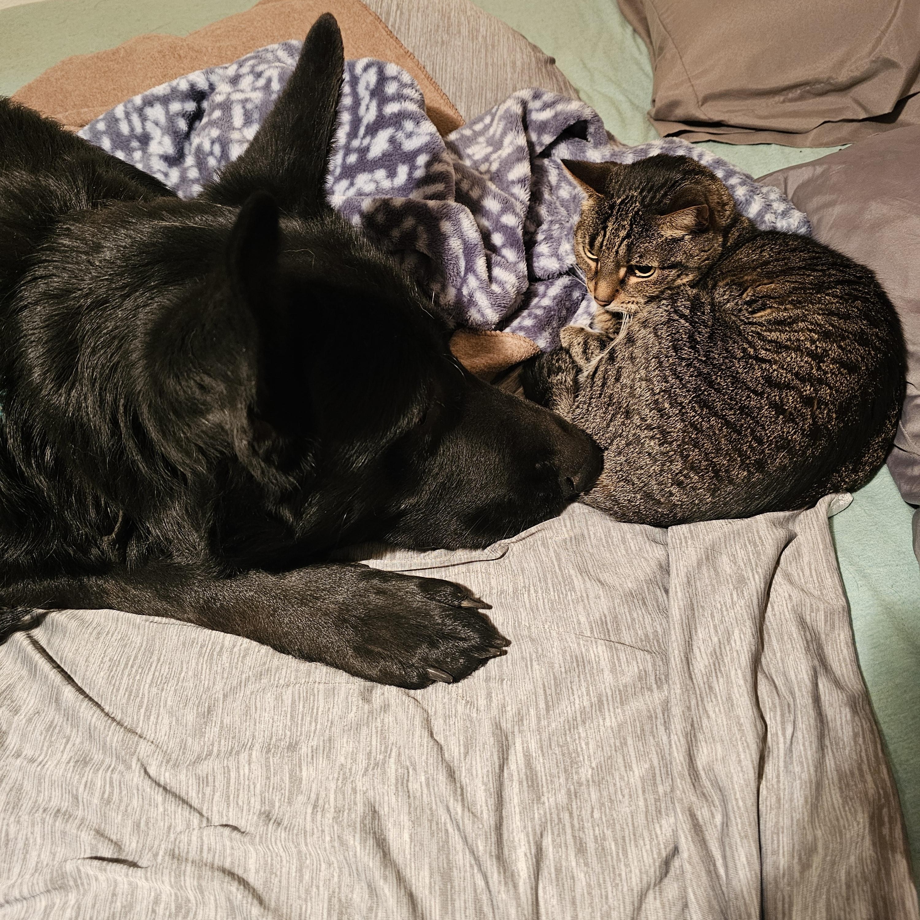 Enlarge Maverick , a ADOPTABLE German Shepherd Dog in Cleveland, OK image 1/2