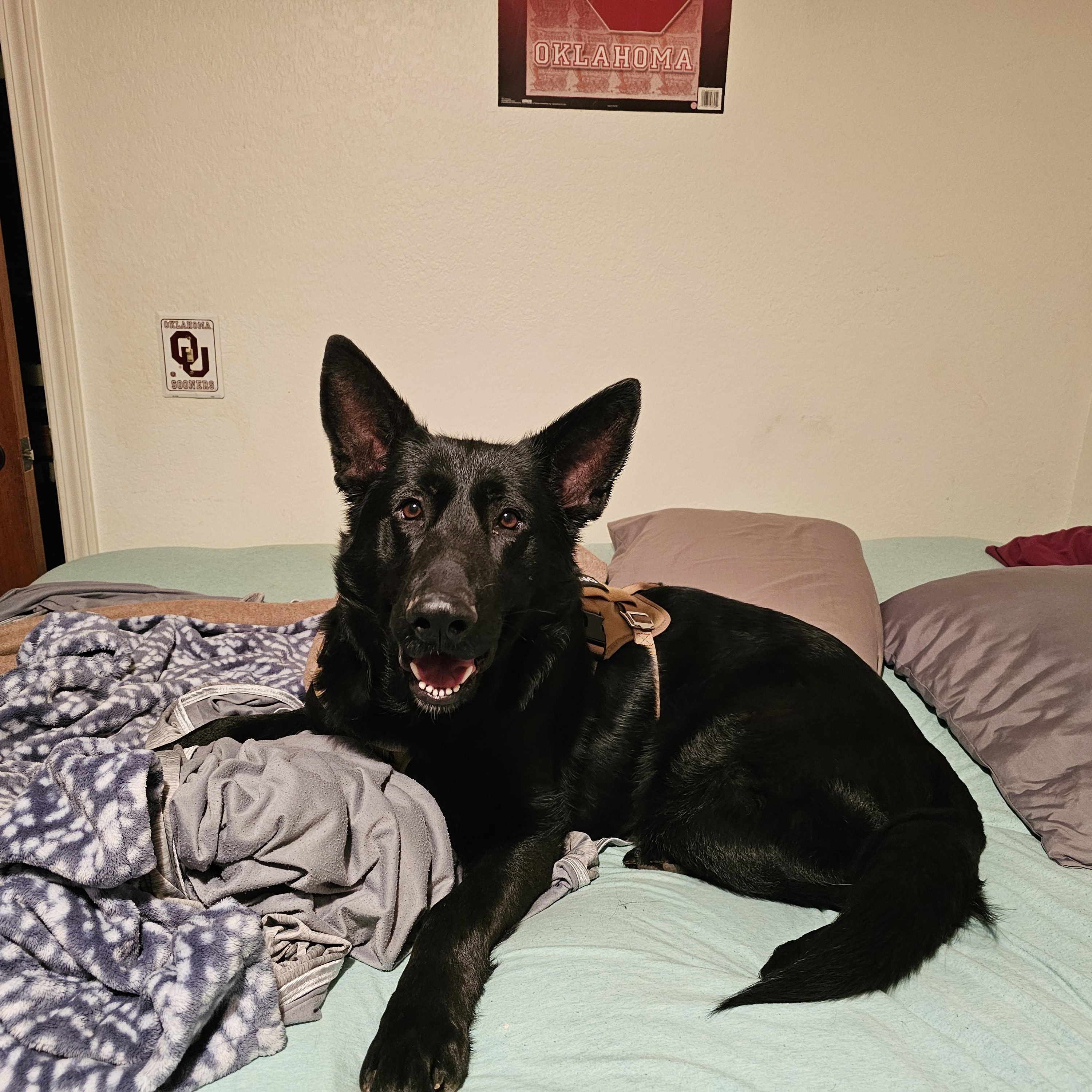Enlarge Maverick , a ADOPTABLE German Shepherd Dog in Cleveland, OK image 2/2