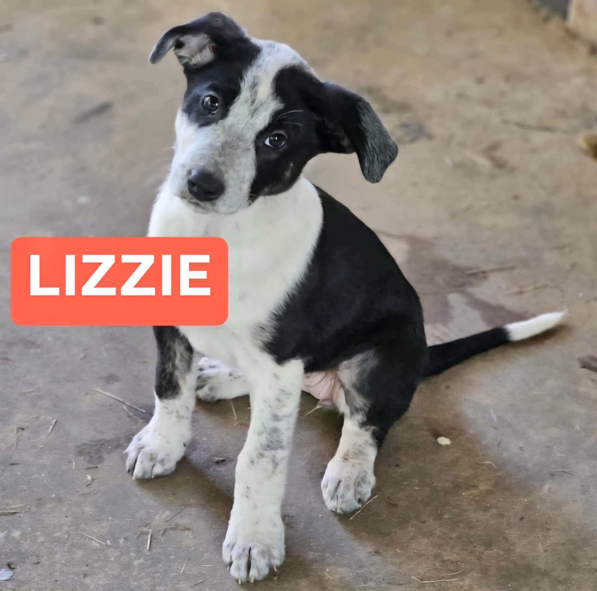 LIZZIE 2