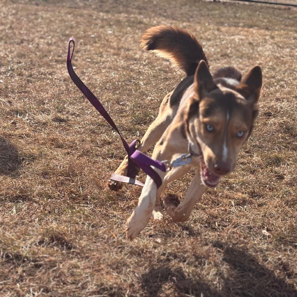 Enlarge Eevee, a Adoptable Husky in York, PA image 1/6