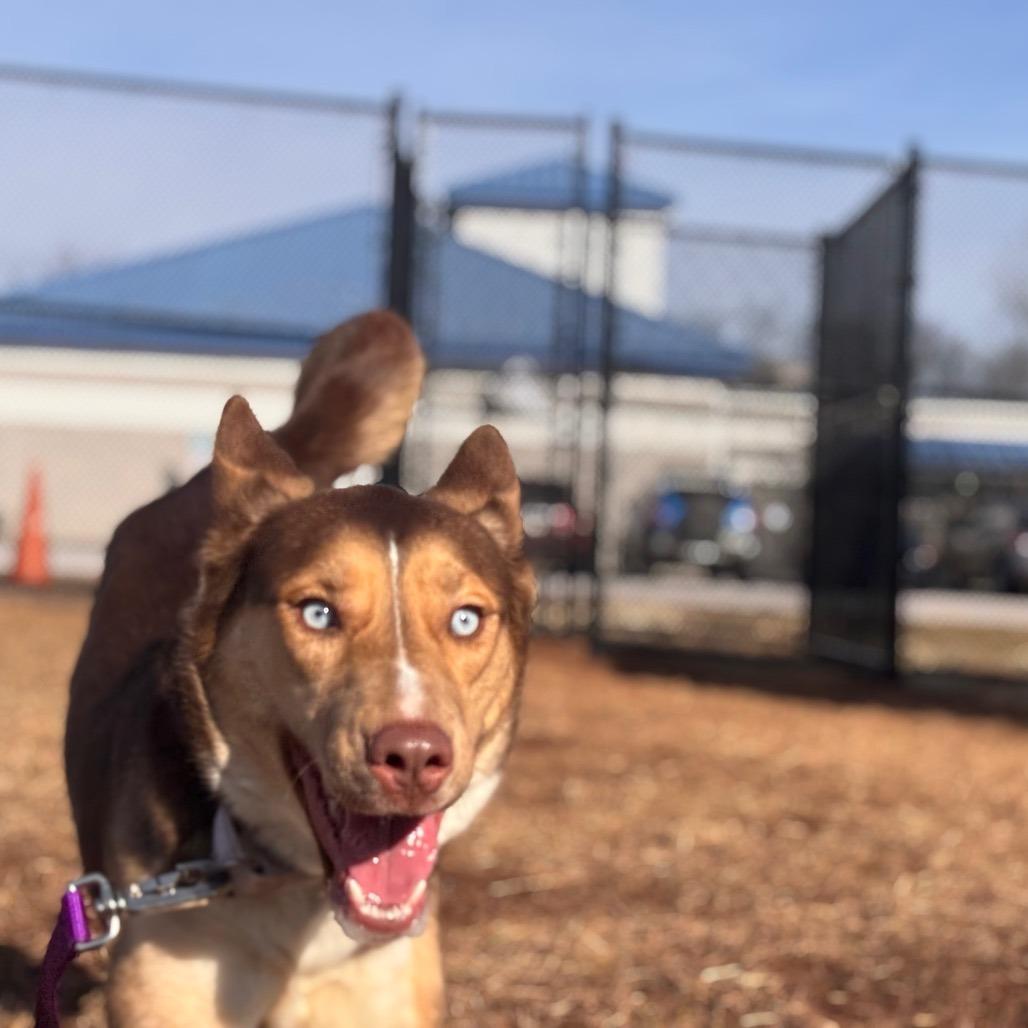 Enlarge Eevee, a Adoptable Husky in York, PA image 3/6