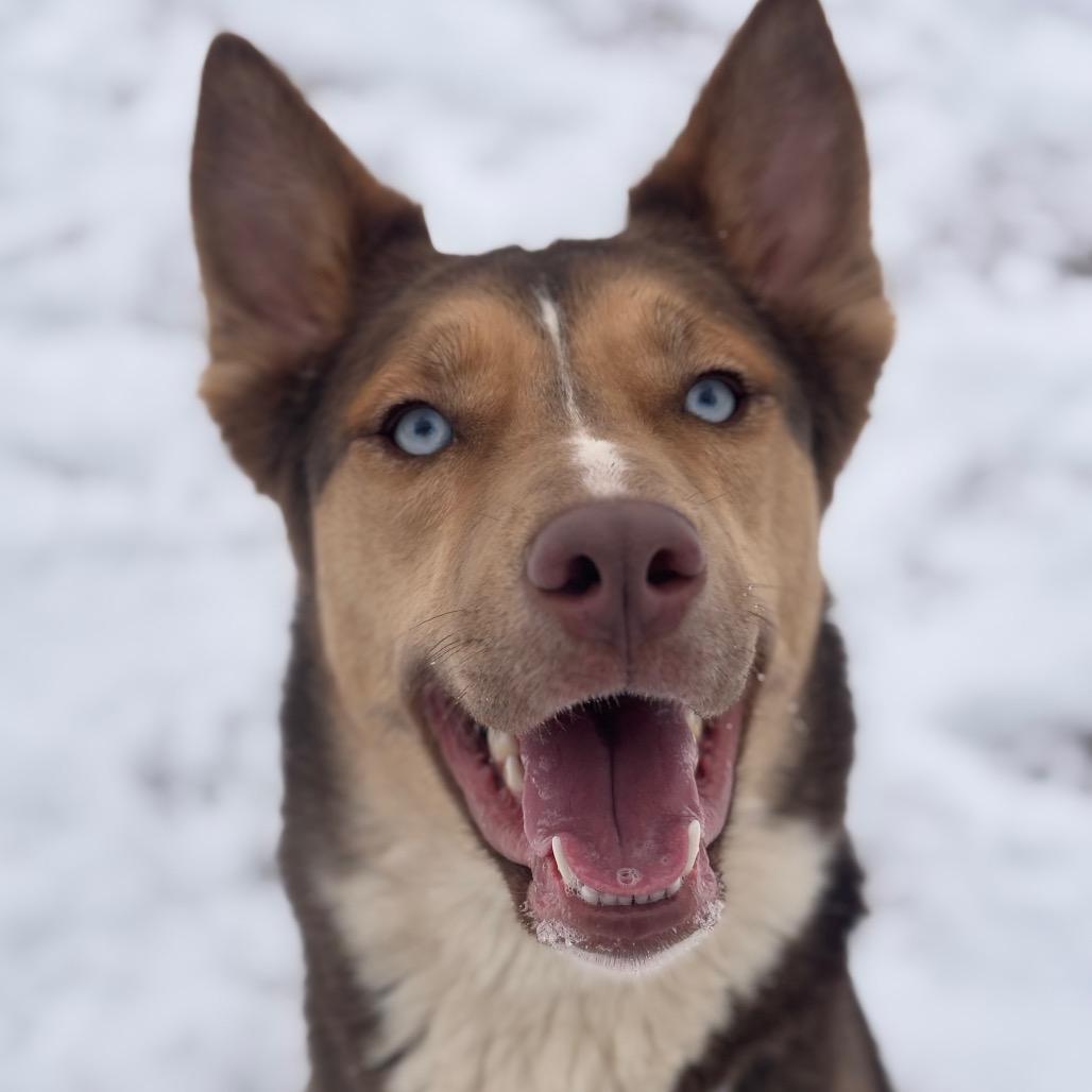 Enlarge Eevee, a Adoptable Husky in York, PA image 4/6