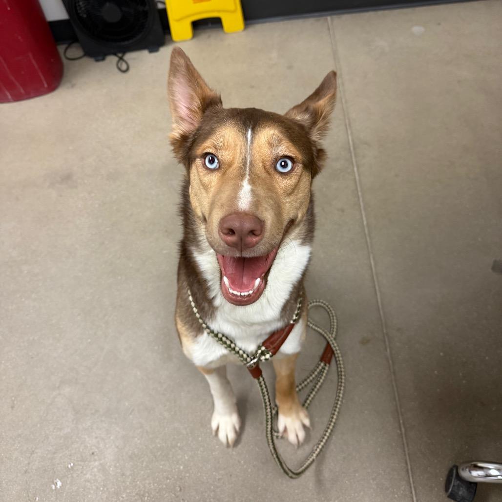 Enlarge Eevee, a Adoptable Husky in York, PA image 5/6