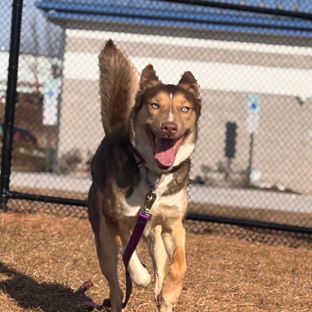 Enlarge Eevee, a Adoptable Husky in York, PA image 6/6