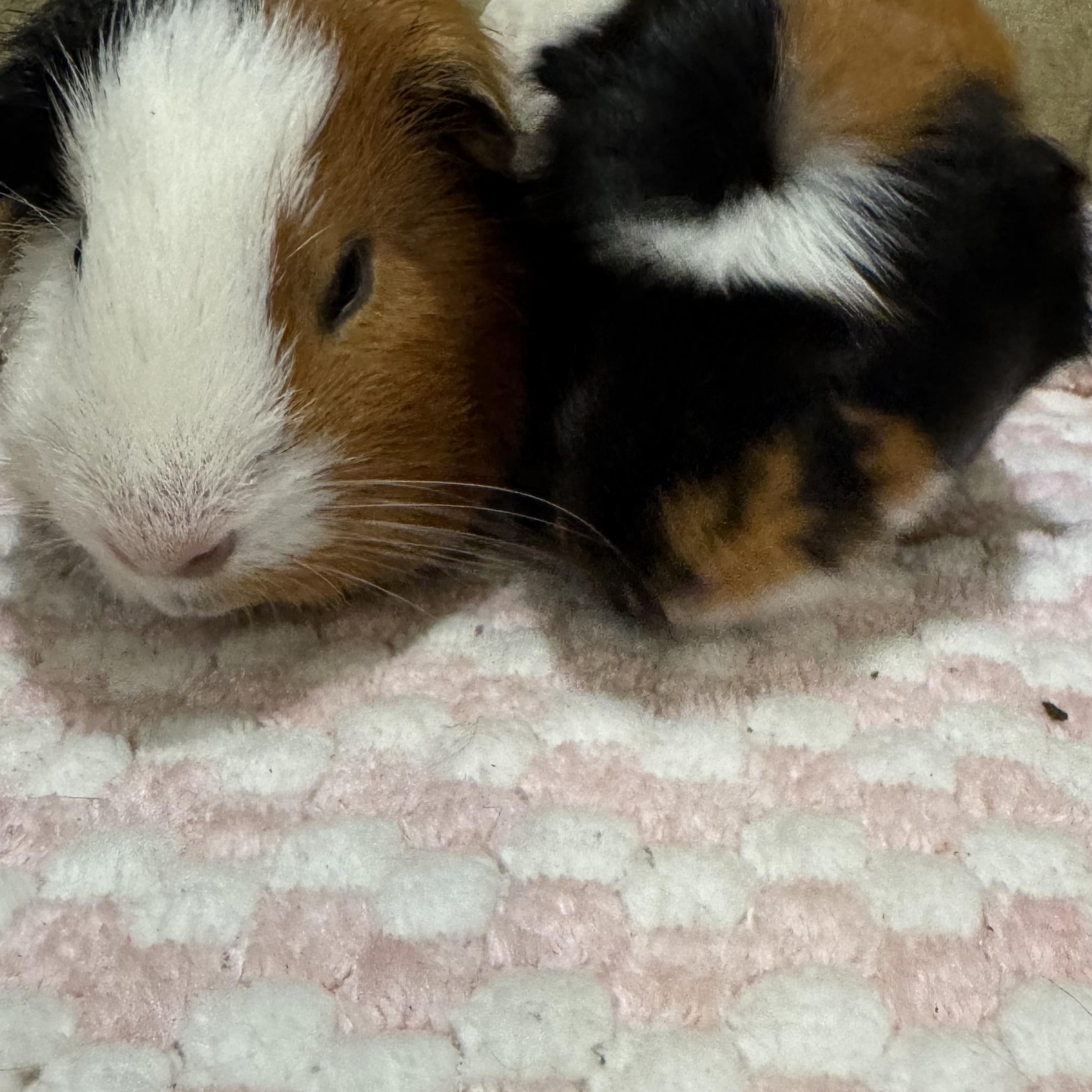 Enlarge Spike and Gus Gus, a ADOPTABLE Guinea Pig in Walnut Grove, CA image 2/3