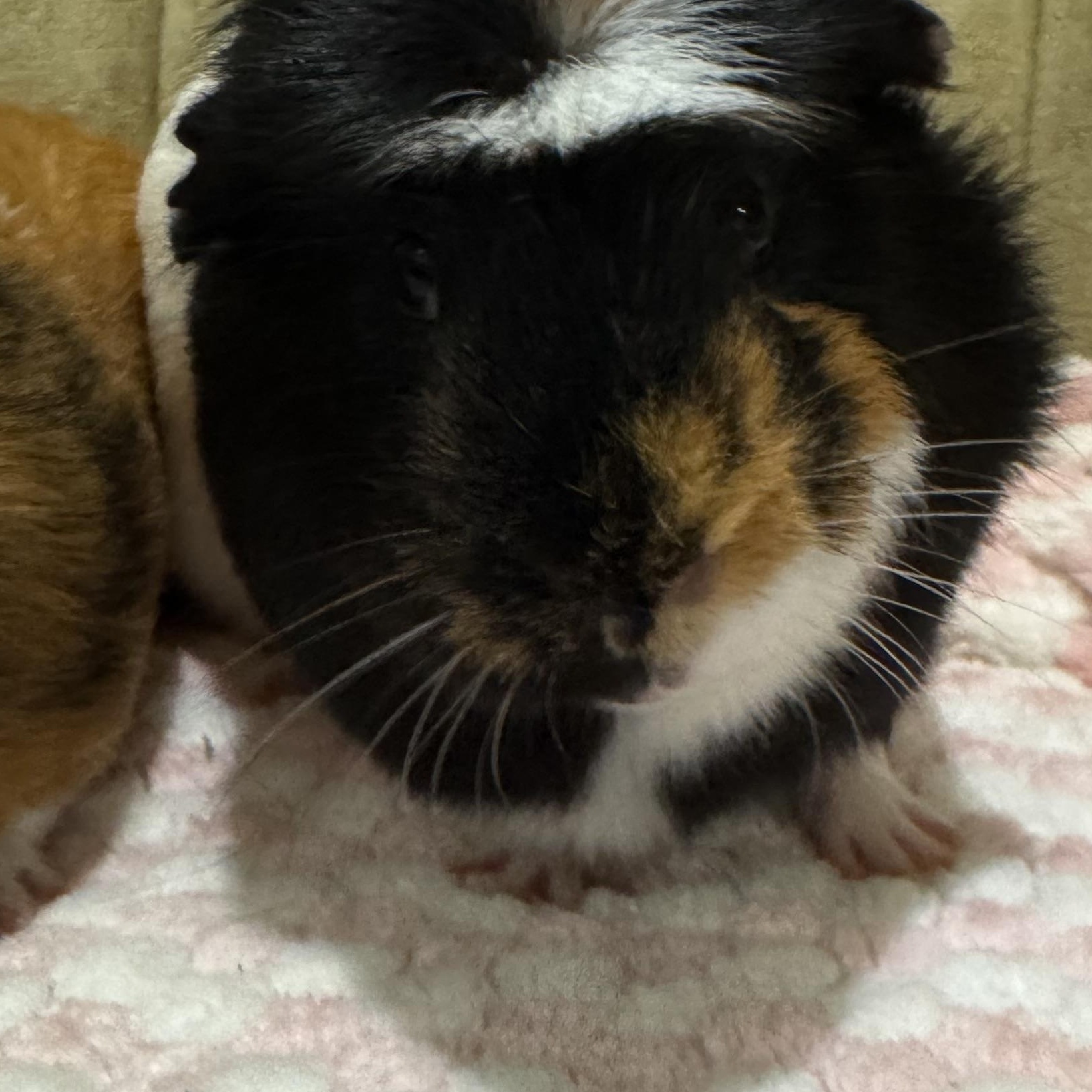 Spike and Pimento, ADOPTABLE, Adult Male Guinea Pig.