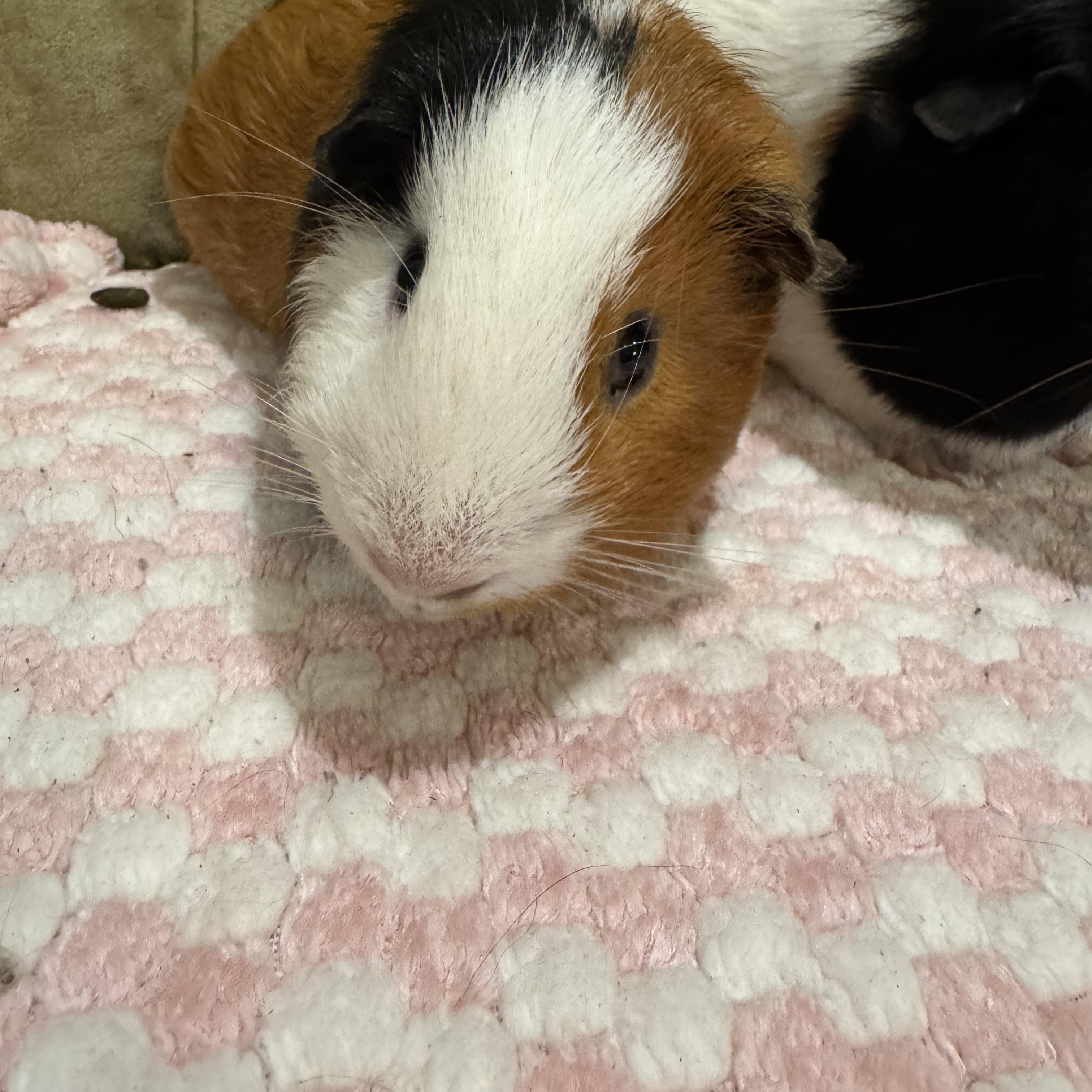 Spike and Gus Gus, ADOPTABLE, Adult Male Guinea Pig.