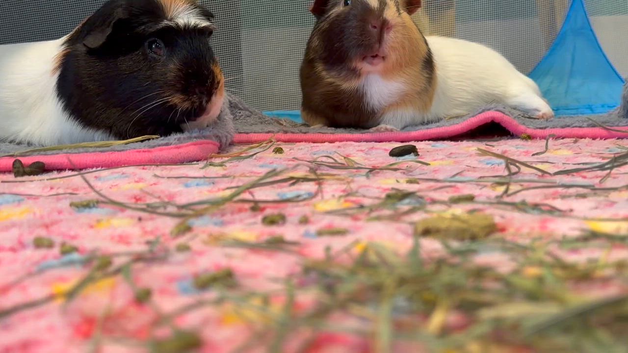 Enlarge Spike and Pimento, a ADOPTABLE Guinea Pig in Walnut Grove, CA video 2/2