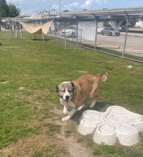 Josie, Adoptable, Young Female Akita.