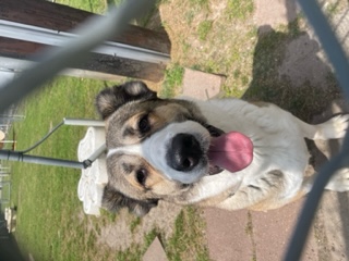 Enlarge Josie, a Adoptable mixed breed in Cortlandt Manor, NY image 2/2