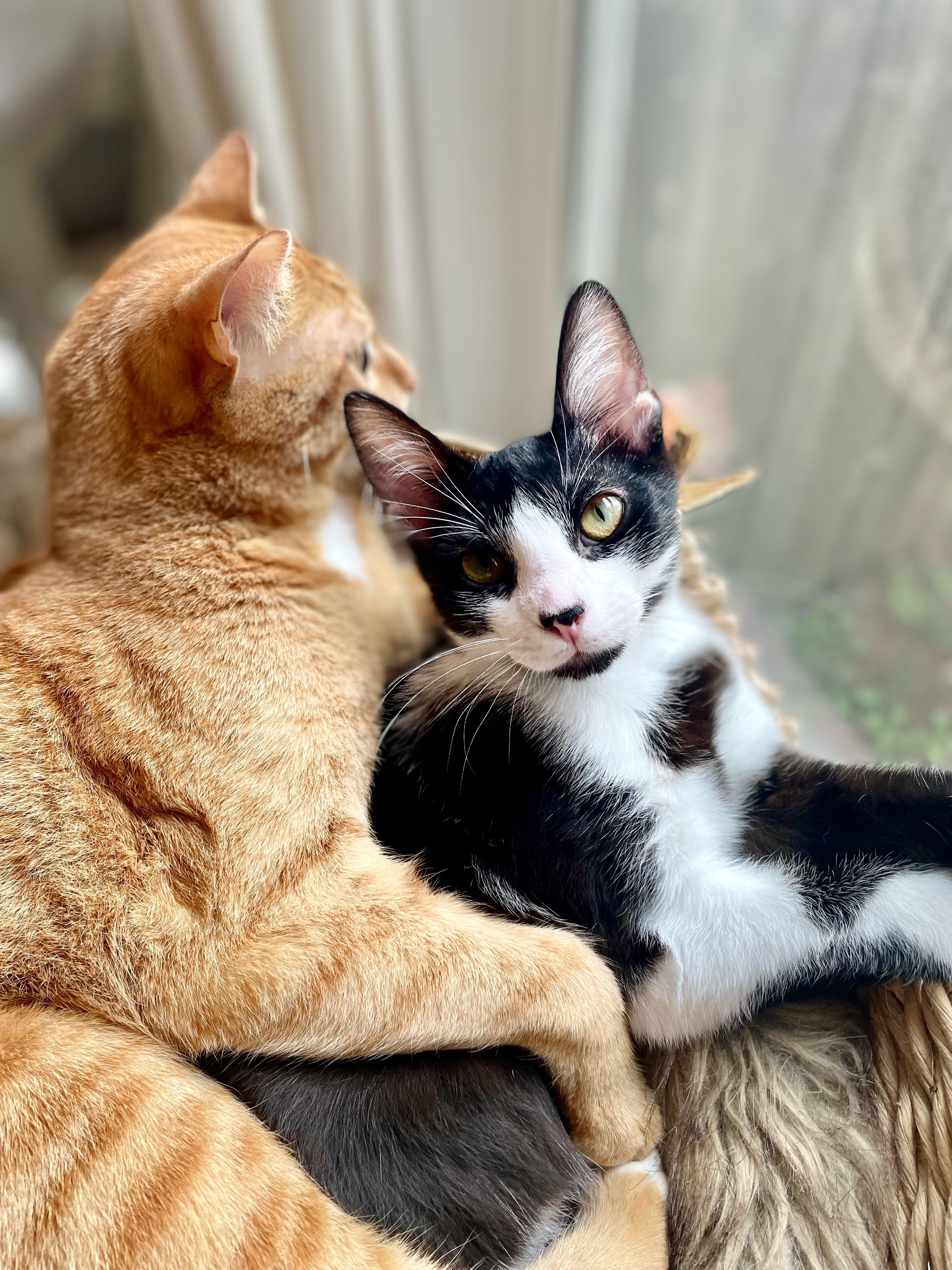 Smoky, an adoptable Domestic Short Hair in Springfield, OR, 97477 | Photo Image 4