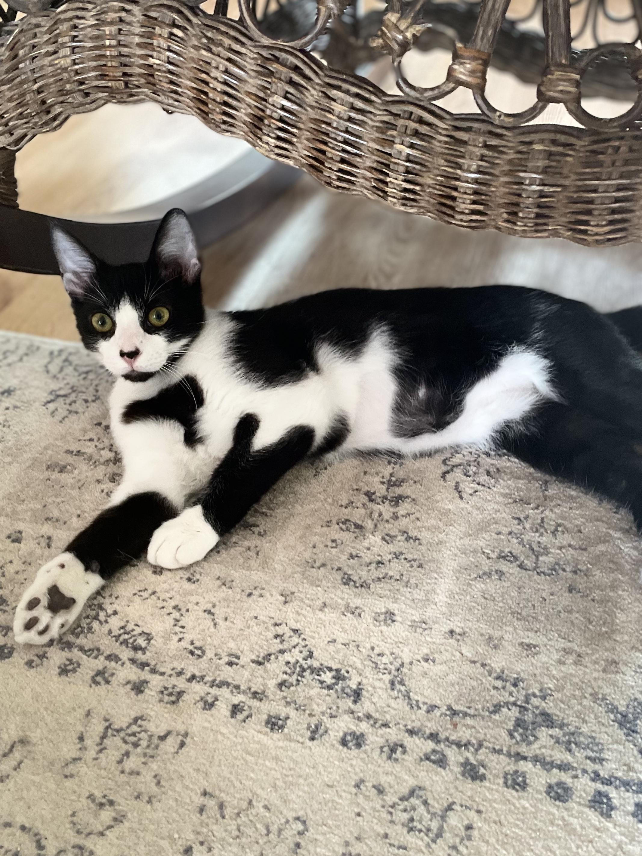 Smoky, a Adoptable Domestic Short Hair in Springfield, OR image 1/4