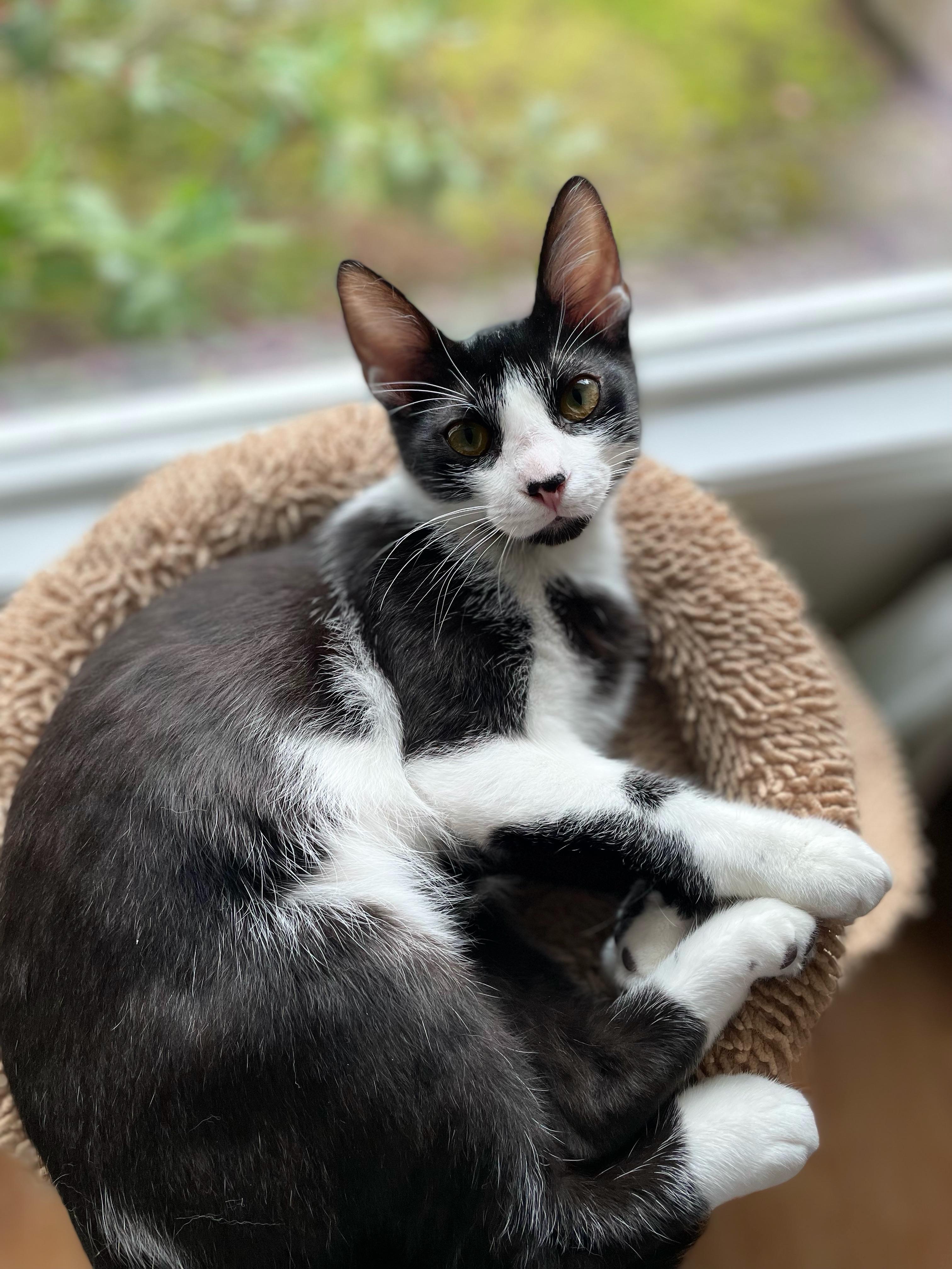 Smoky, an adoptable Domestic Short Hair in Springfield, OR, 97477 | Photo Image 3