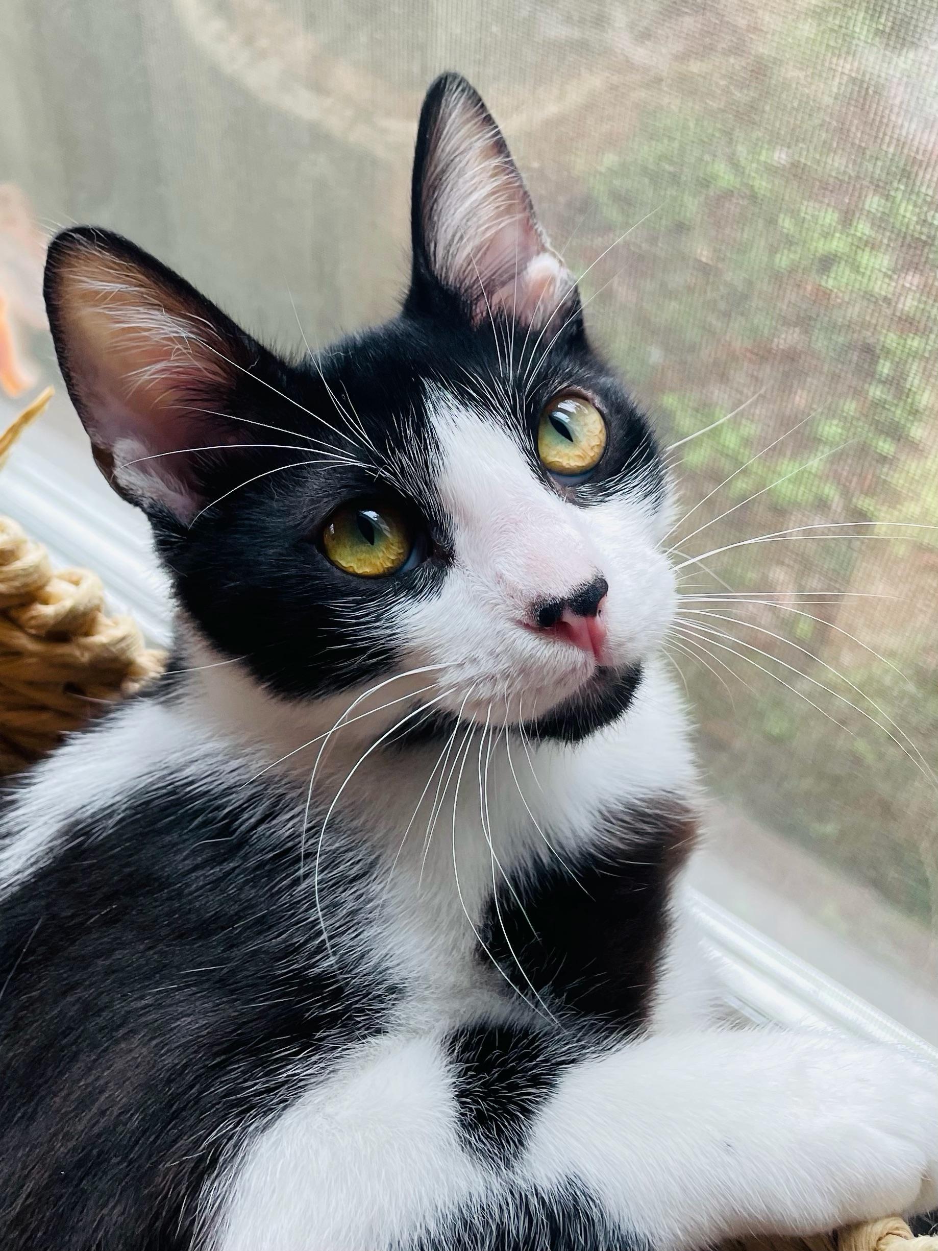 Smoky, an adoptable Domestic Short Hair in Springfield, OR, 97477 | Photo Image 2