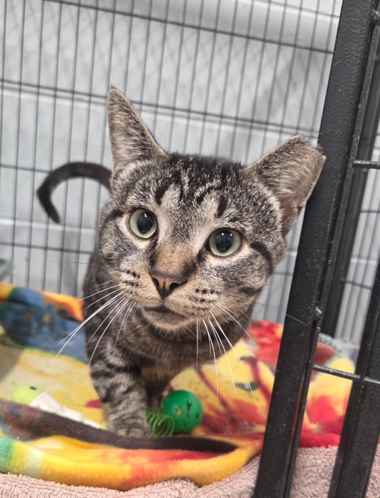Enlarge Oscar Bobb, a Adoptable mixed breed in Muskegon, MI image 1/1