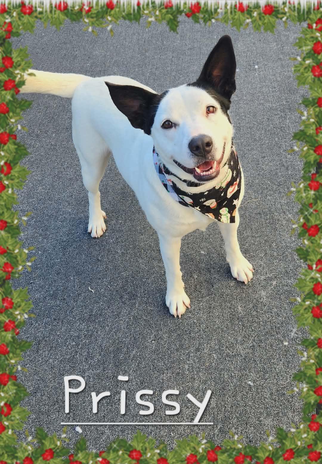 Prissy, Adoptable, Young Female Border Collie & Australian Cattle Dog / Blue Heeler.