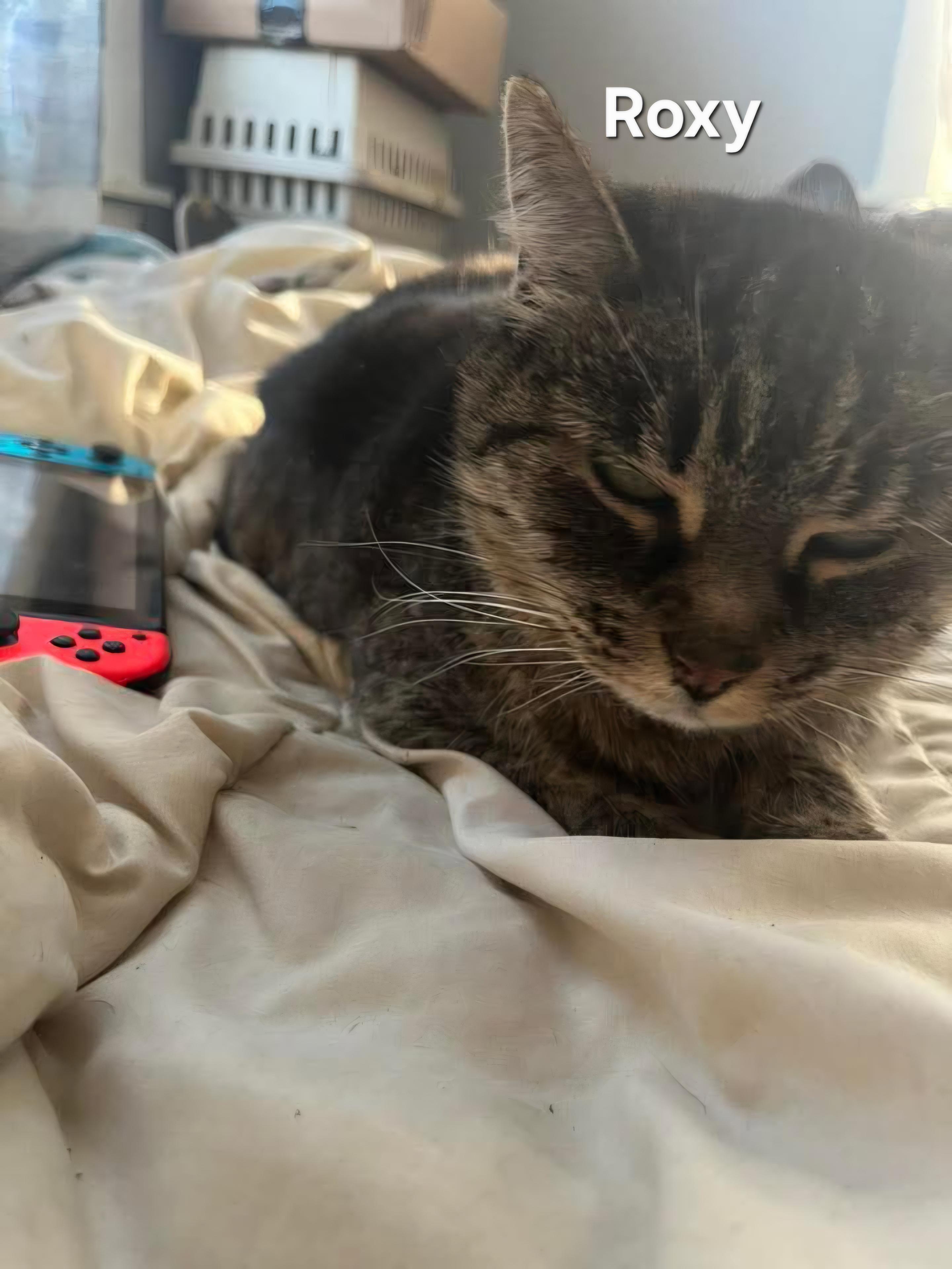 Roxy, ADOPTABLE, Adult Female Domestic Short Hair.