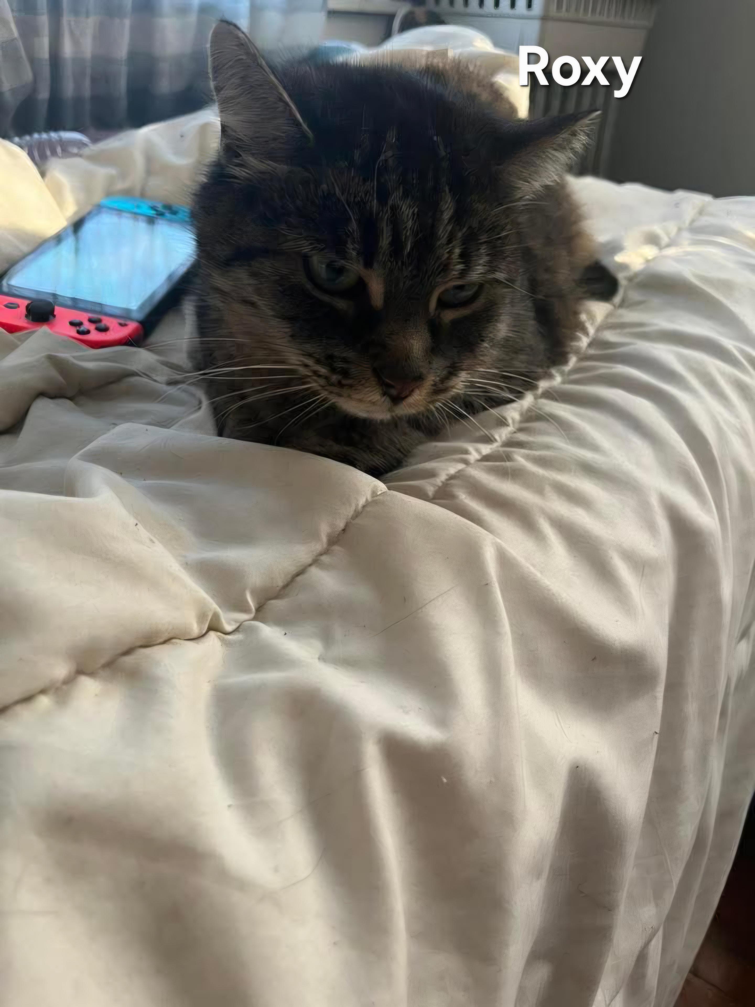 Enlarge Roxy, a ADOPTABLE Domestic Short Hair in Chicopee, MA image 2/2