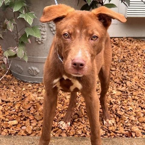 WOLVERINE-30178, Adoptable, Young Male Shepherd & Mixed Breed.