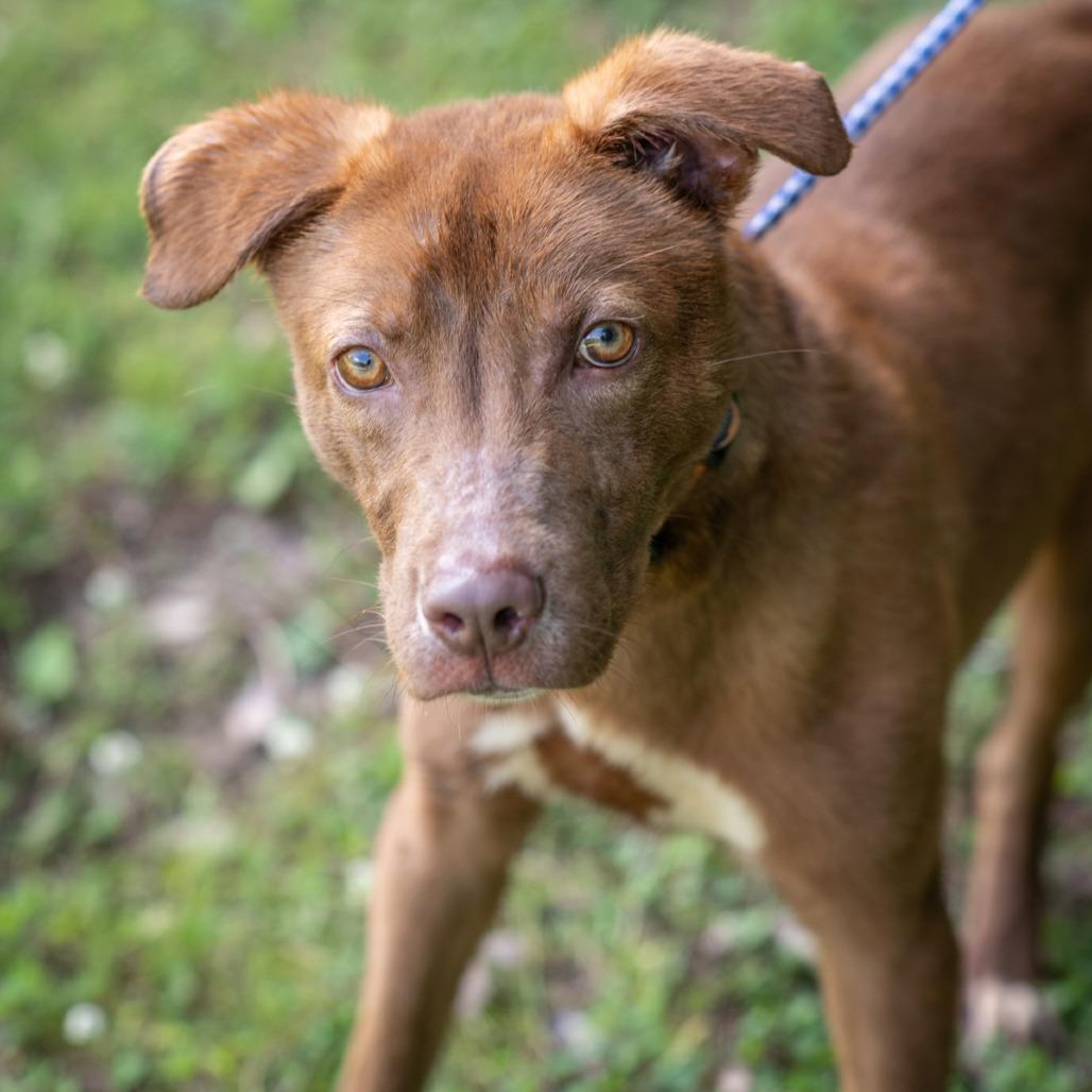 Enlarge WOLVERINE-30178, a Adoptable mixed breed in Bartlett, TN image 2/3
