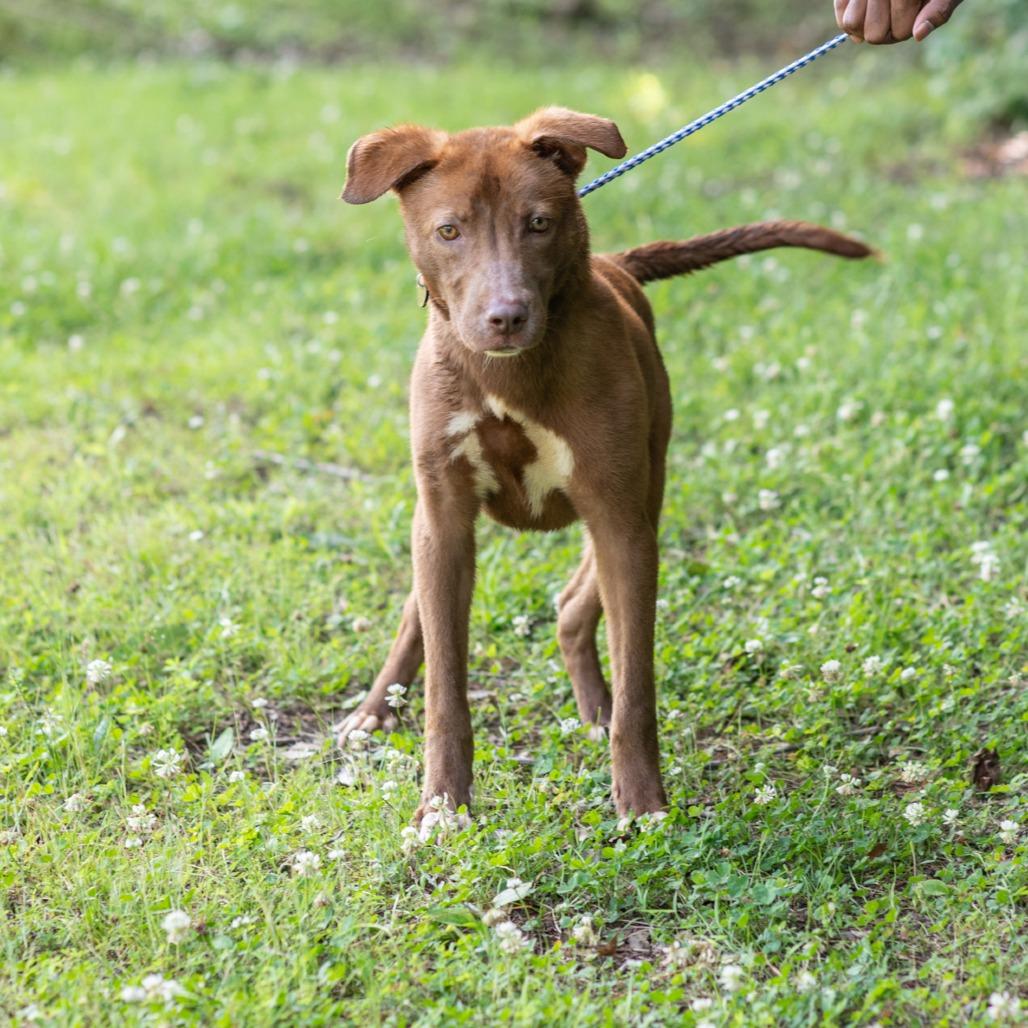 Enlarge WOLVERINE-30178, a Adoptable mixed breed in Bartlett, TN image 3/3