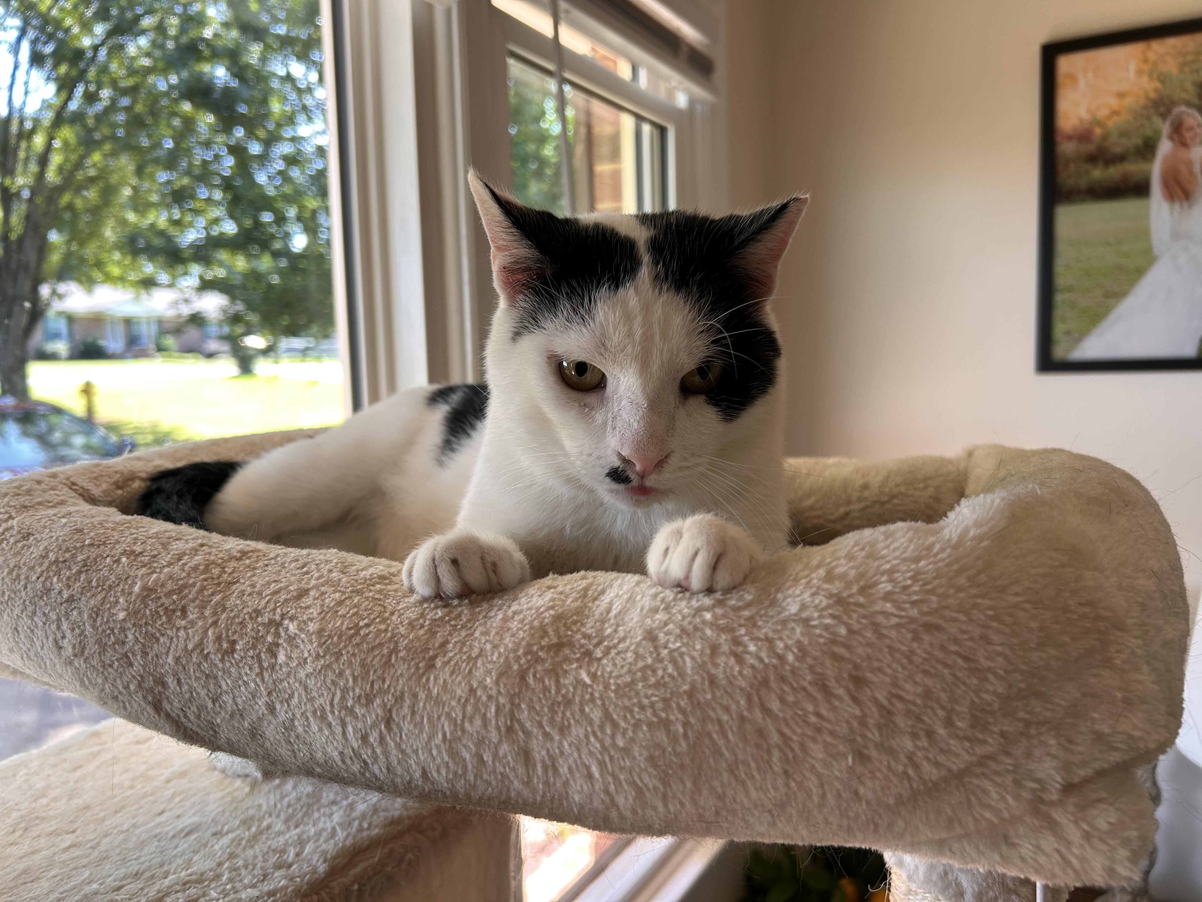 Oti, Adoptable, Adult Male Domestic Short Hair.