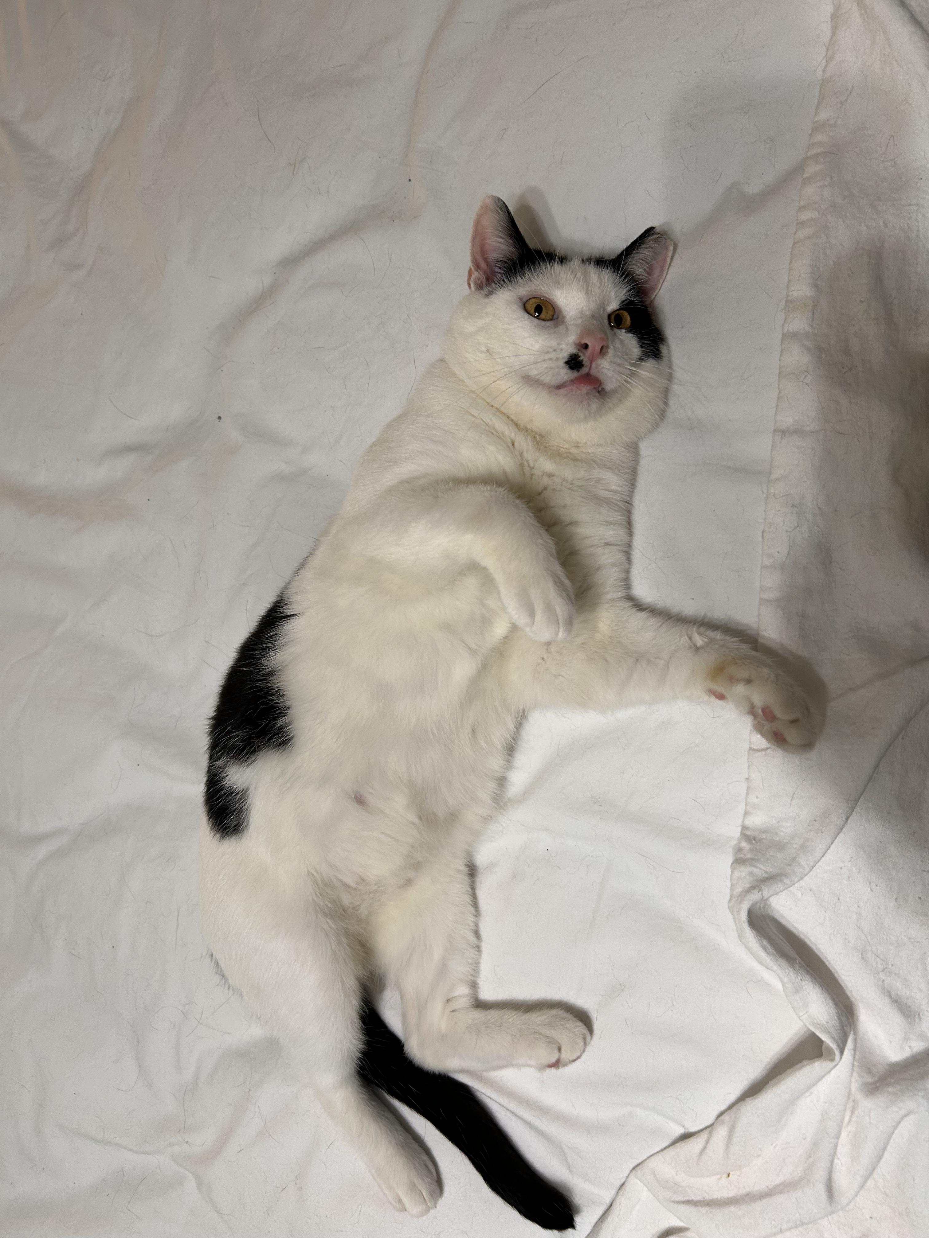 Enlarge Oti, a Adoptable Domestic Short Hair in Belmont, NC image 2/6