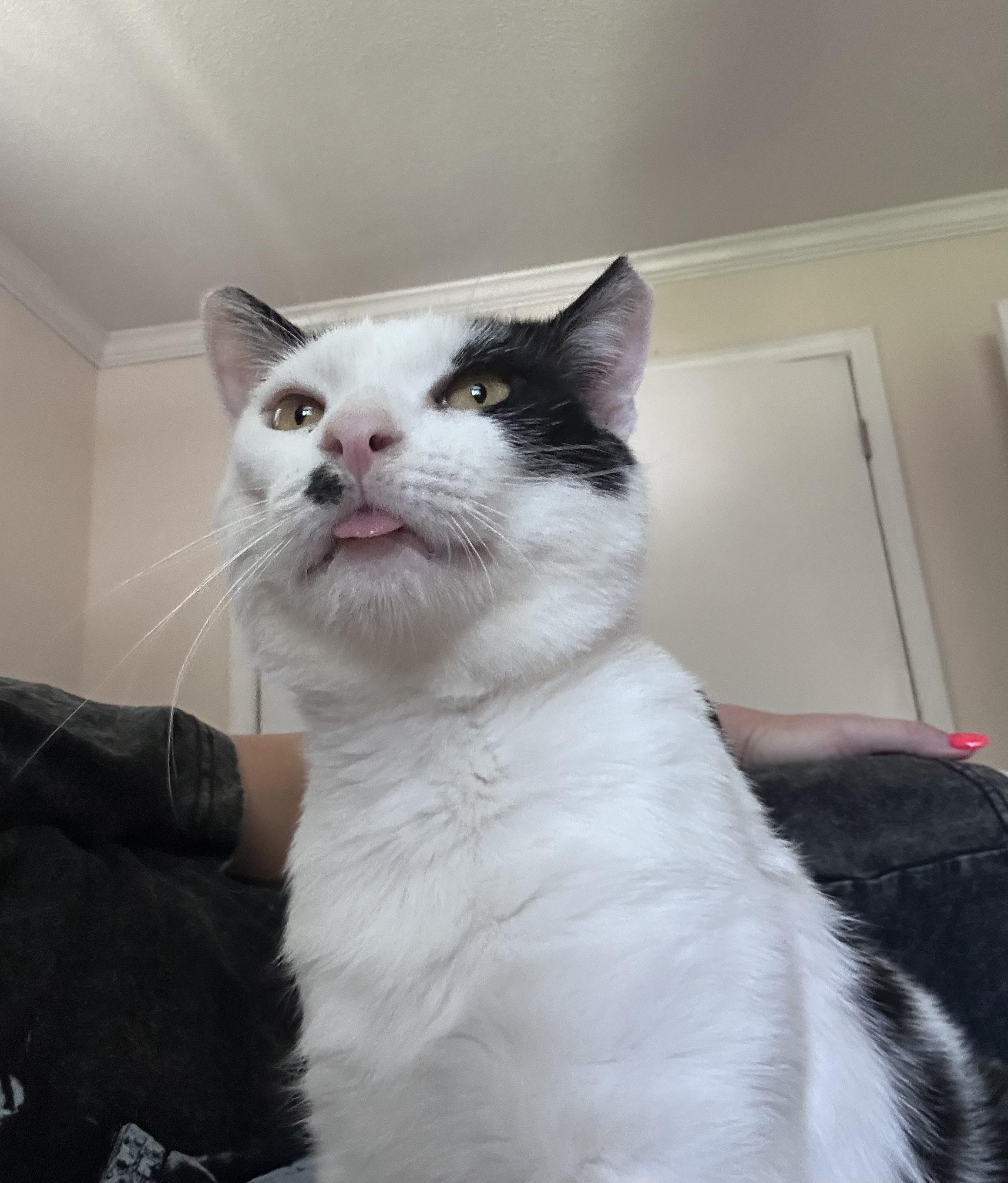 Enlarge Oti, a Adoptable Domestic Short Hair in Belmont, NC image 3/6