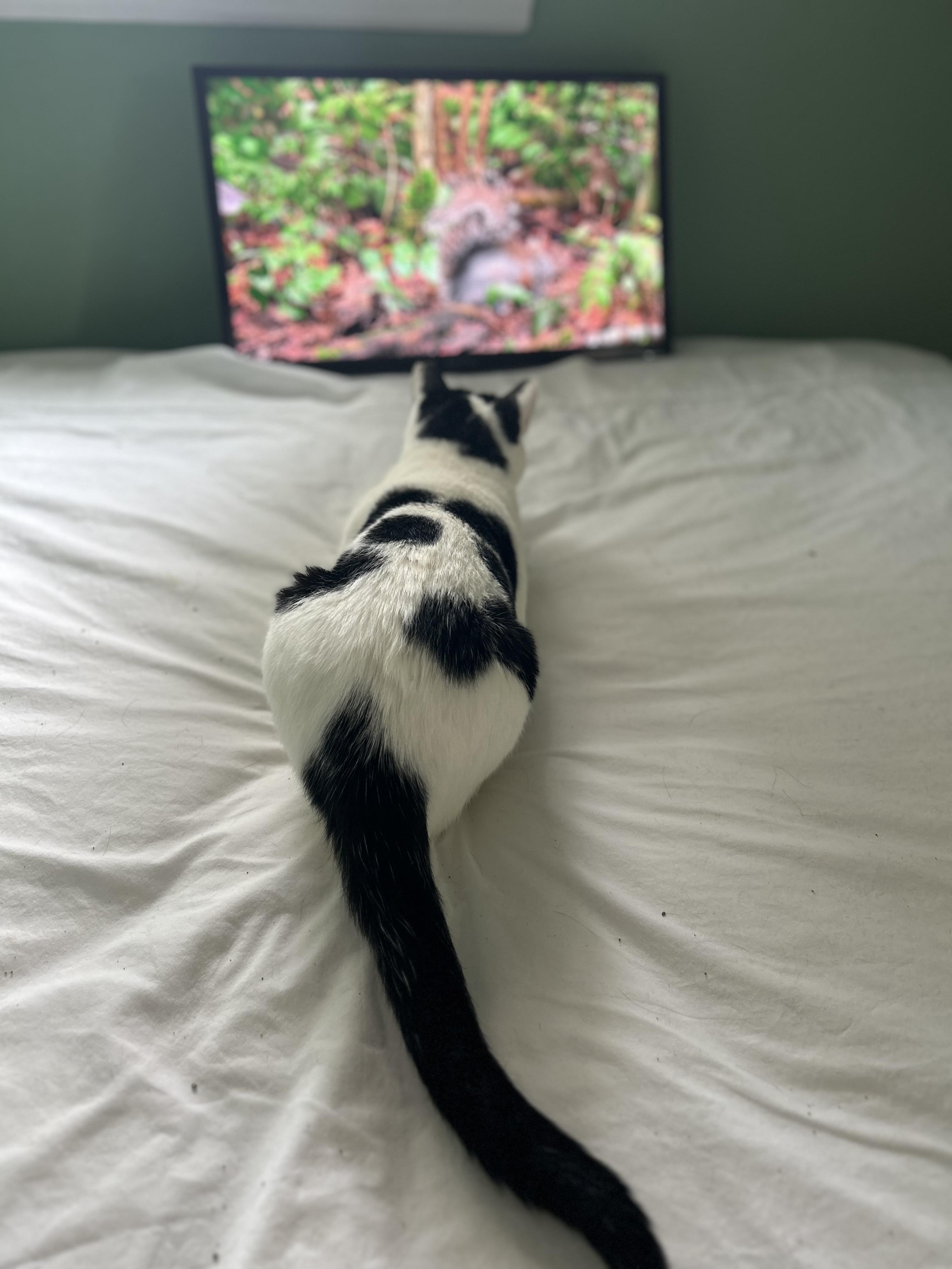 Enlarge Oti, a Adoptable Domestic Short Hair in Belmont, NC image 4/6