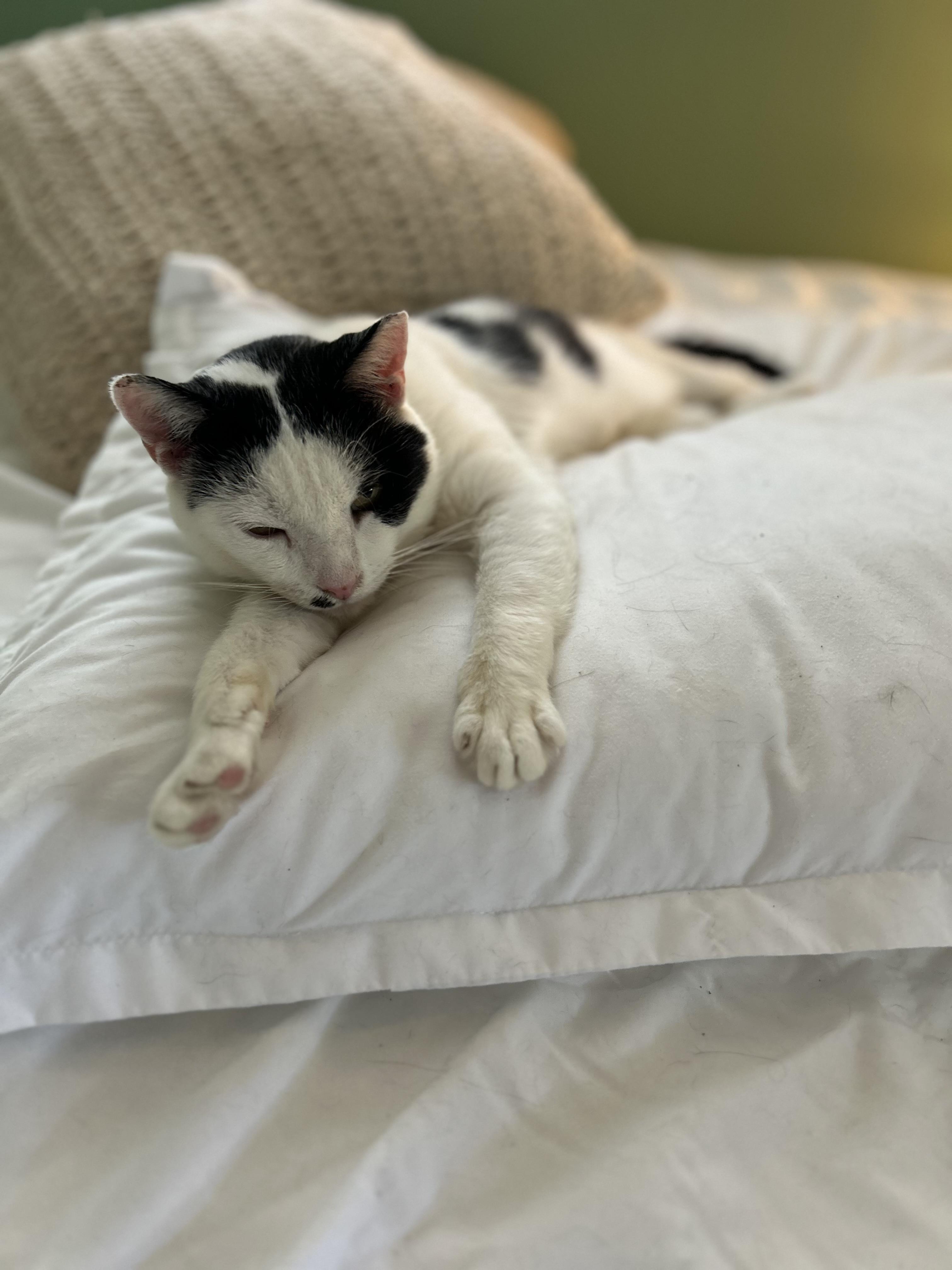 Enlarge Oti, a Adoptable Domestic Short Hair in Belmont, NC image 5/6